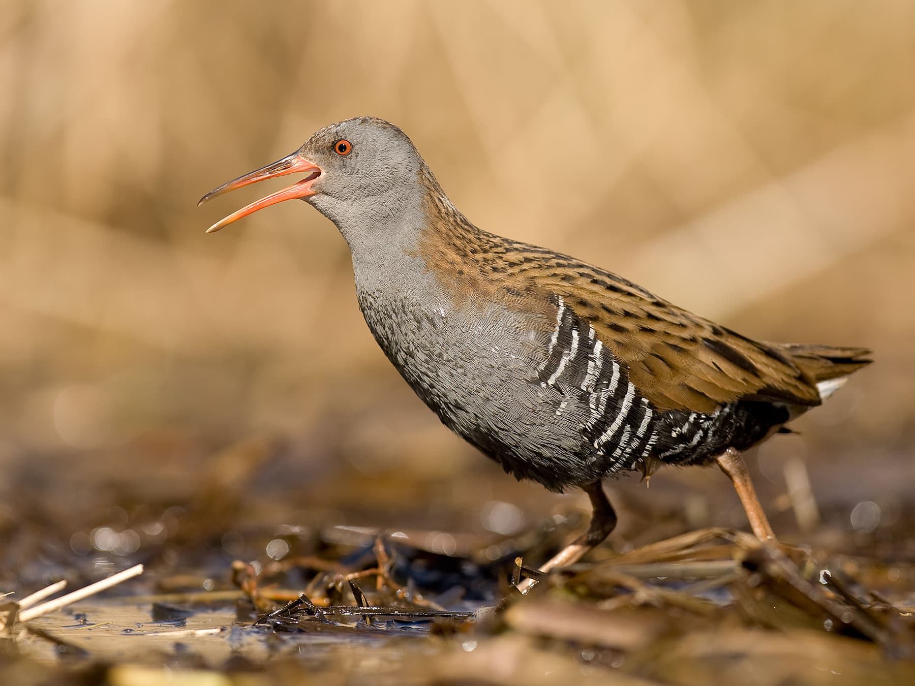 Water Rail calling out