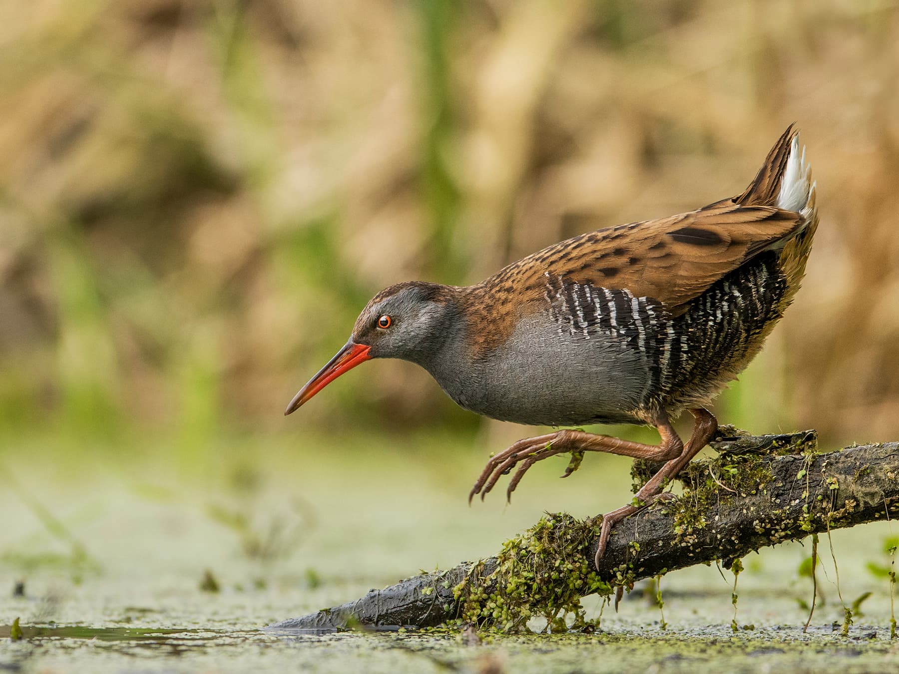 Water Rail heading down to the swamp