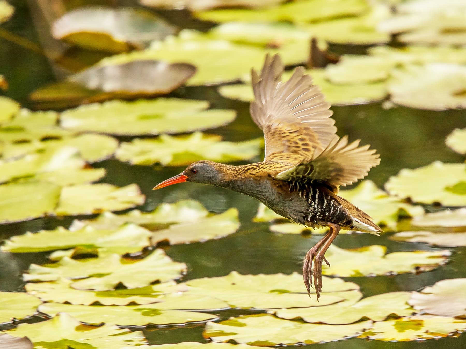 Water Rail in-flight