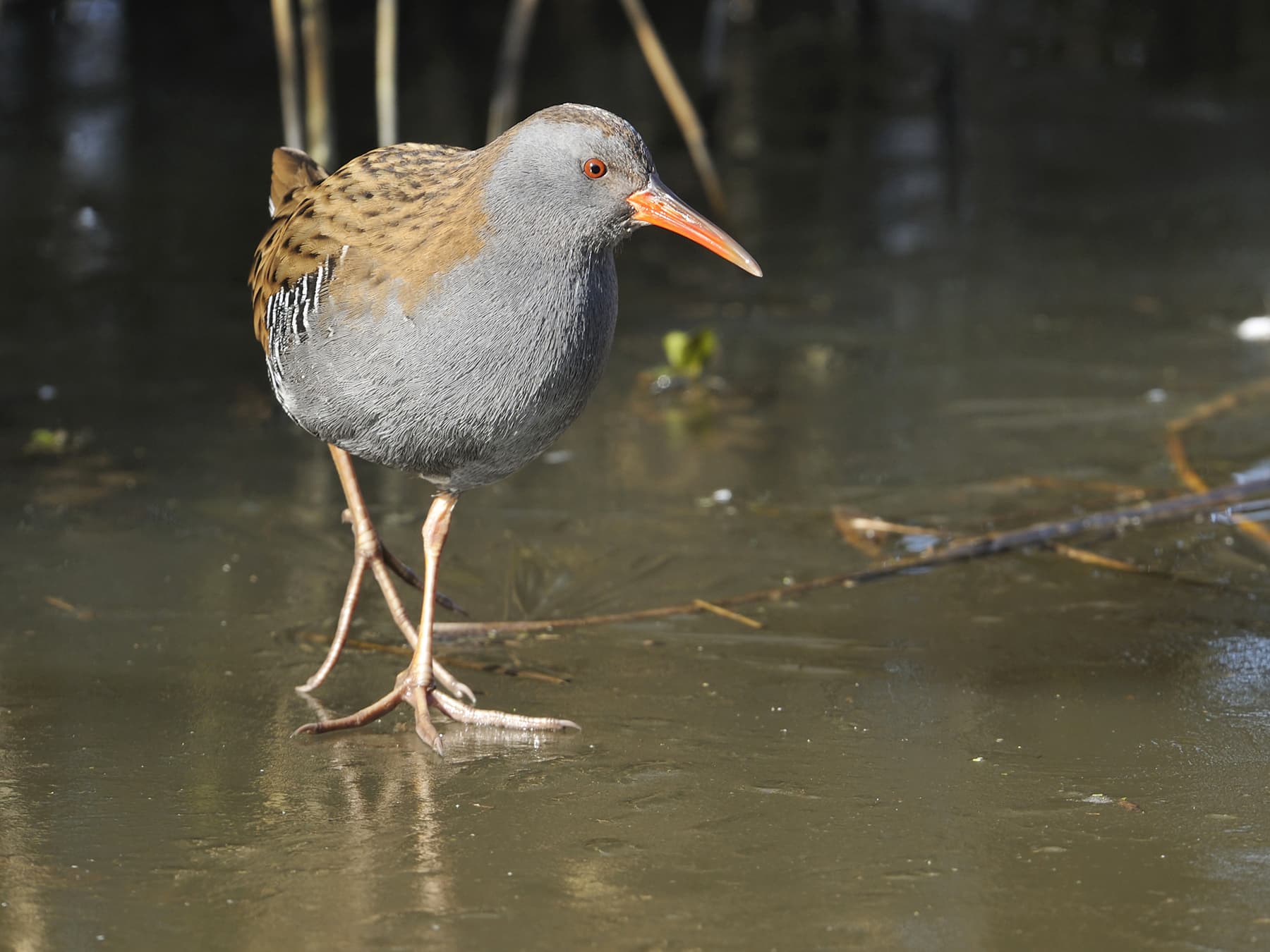 Water Rail walking on a frozen pond