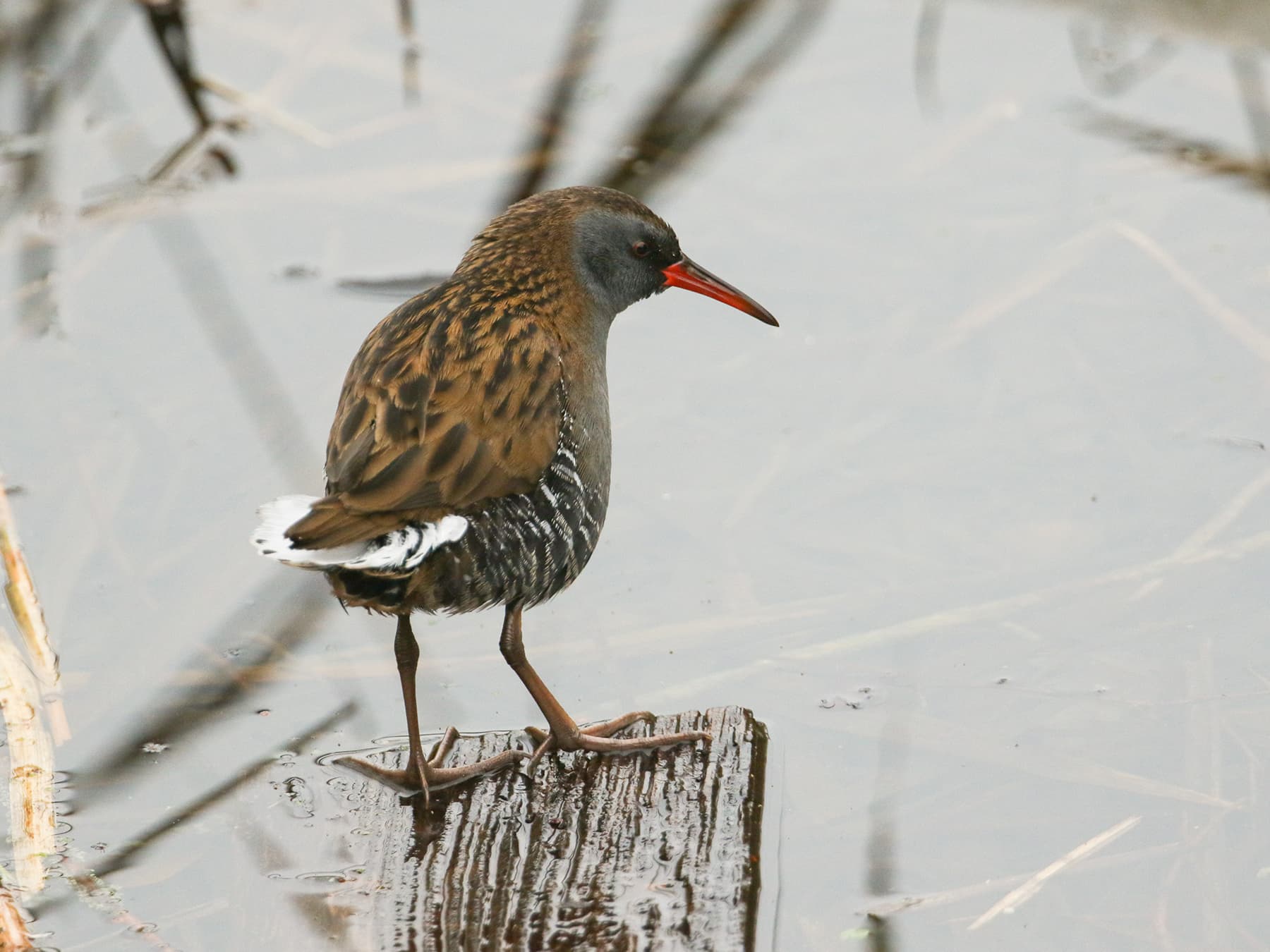 Water Rail perched on a piece of floating wood
