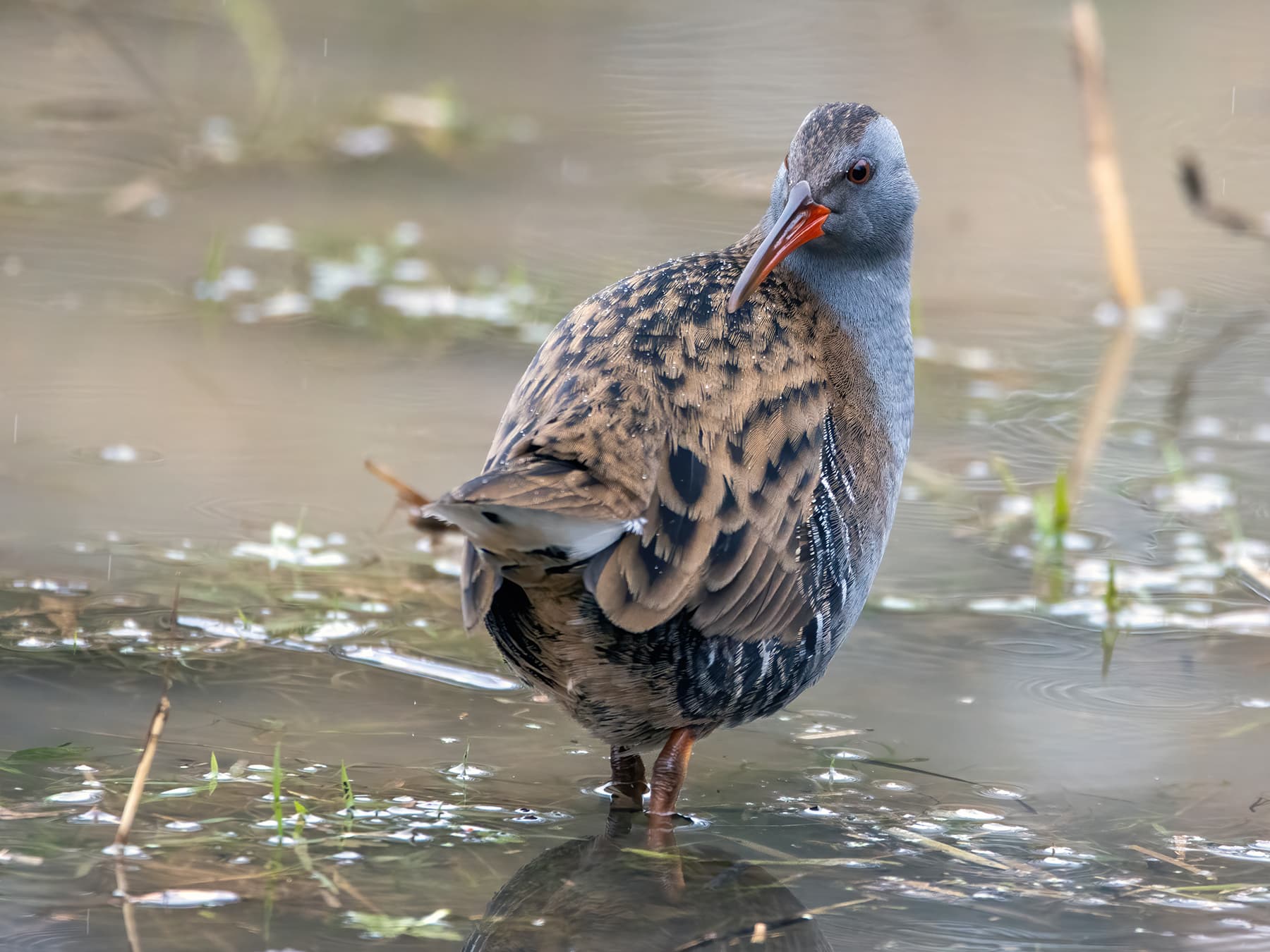 Water Rail preening itself