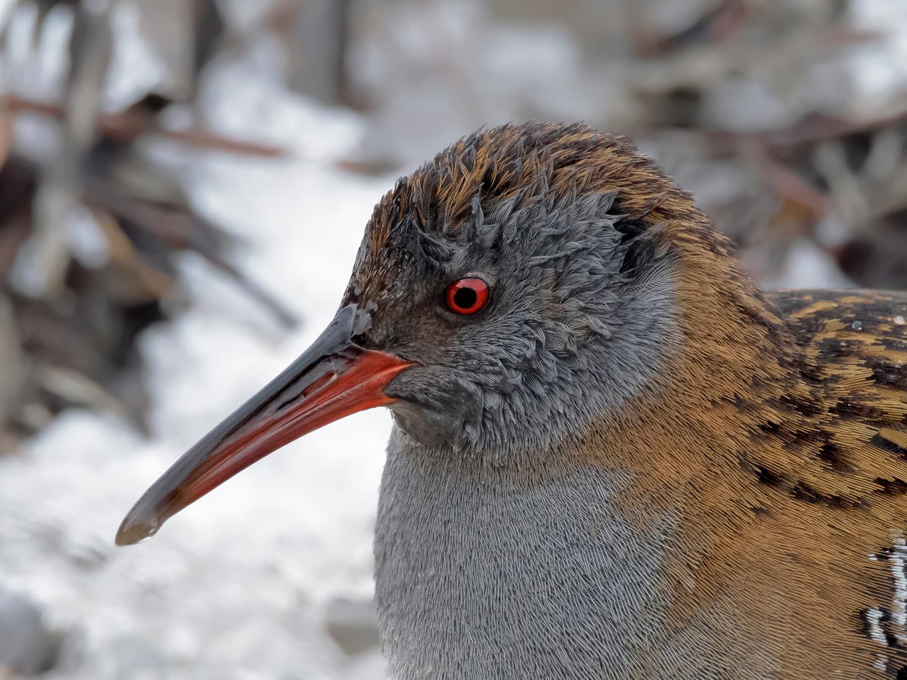 Close up of a Water Rail