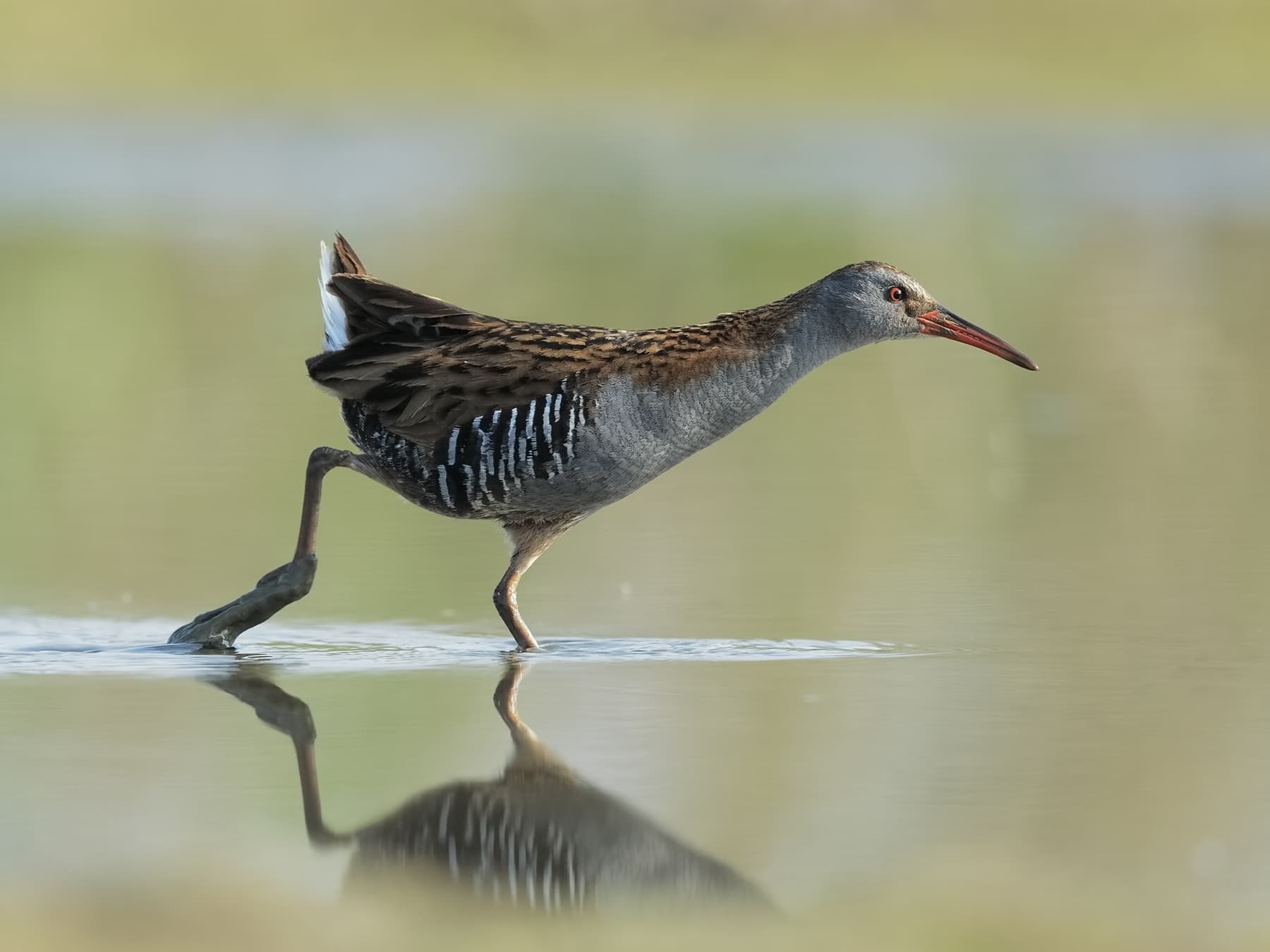 Water Rail running along the shallow waters of a lake