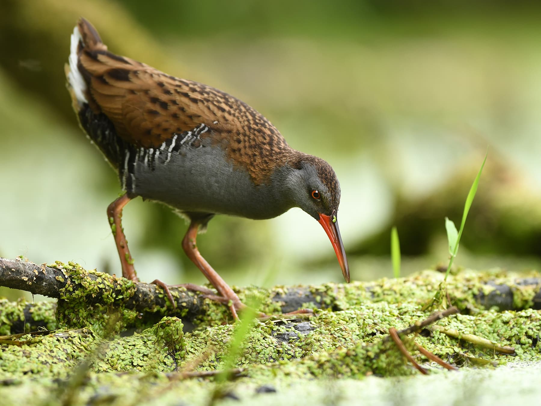 Water Rail searching for food