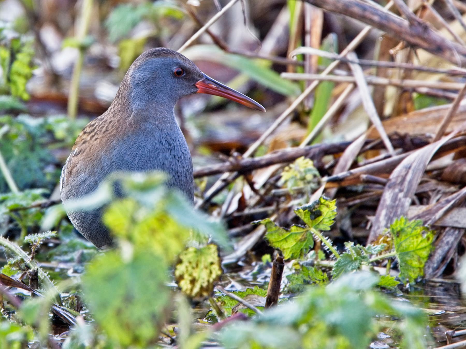 Water Rail amongst the reeds