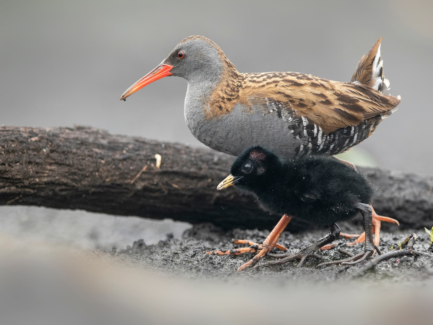 Adult Water Rail searching for food with its young