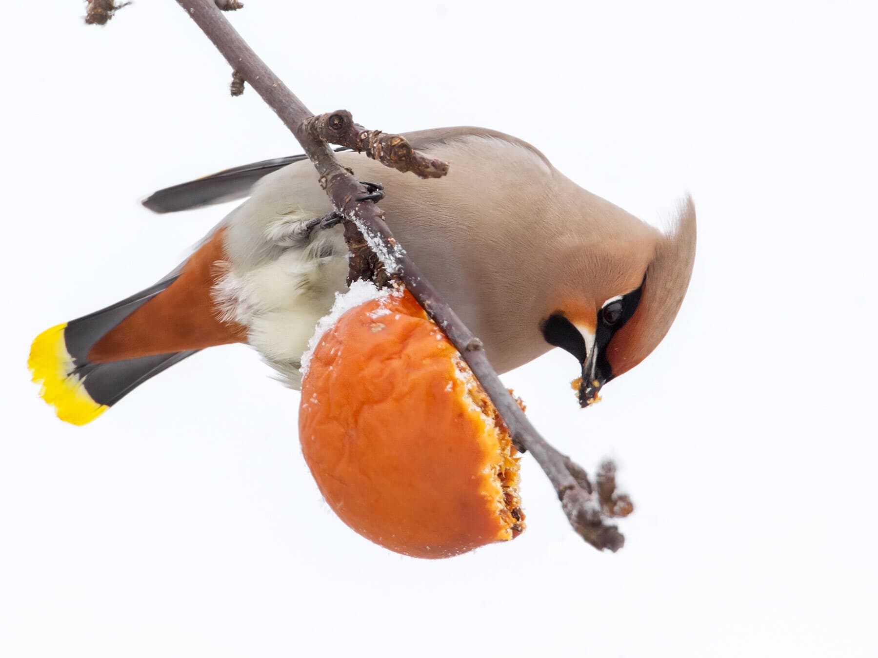 Waxwing eating apple from tree