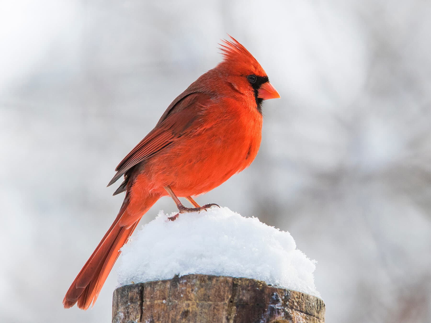 Northern Cardinal