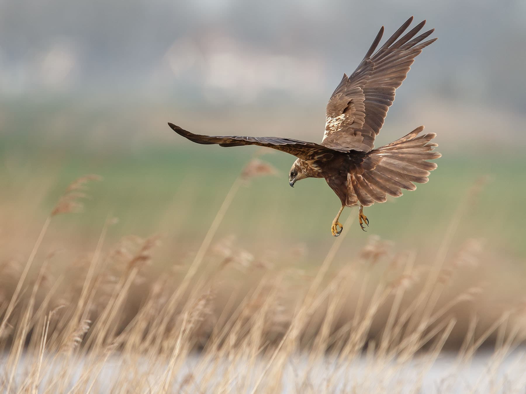 Western Marsh Harrier
