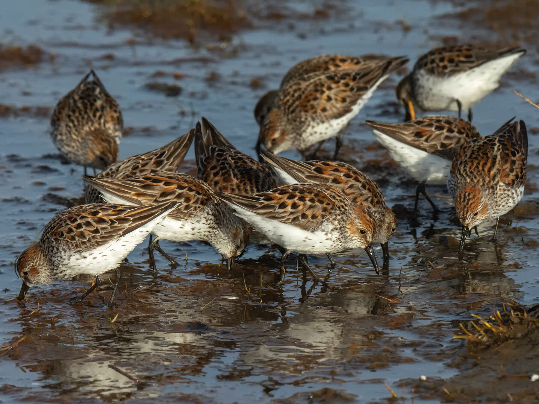 Western sandpipers foraging