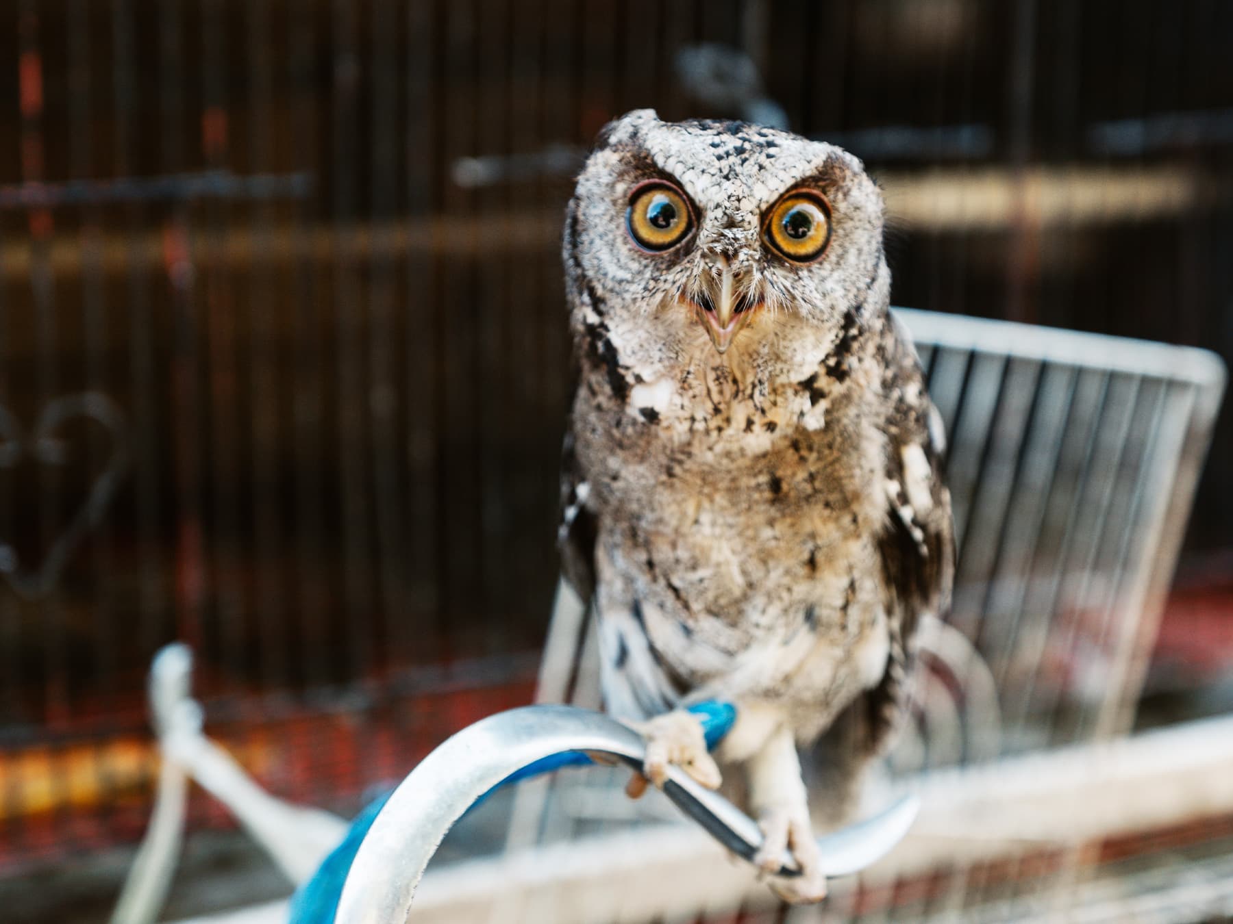 Western Screech-Owl hooting