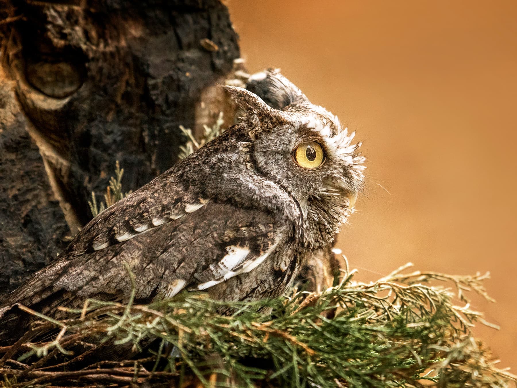 Western Screech-Owl resting in natural habitat