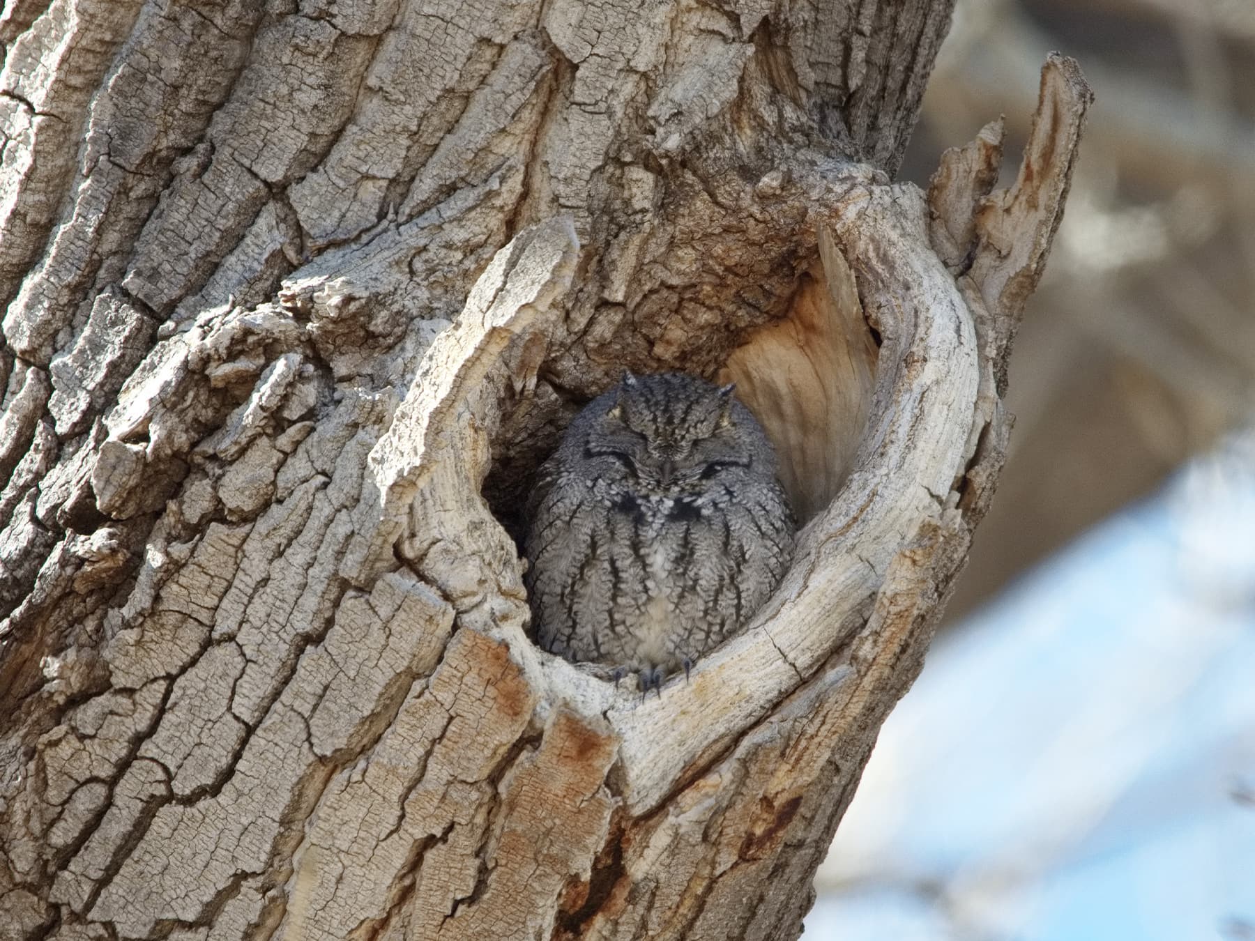Western Screech-Owl sitting in nest cavity