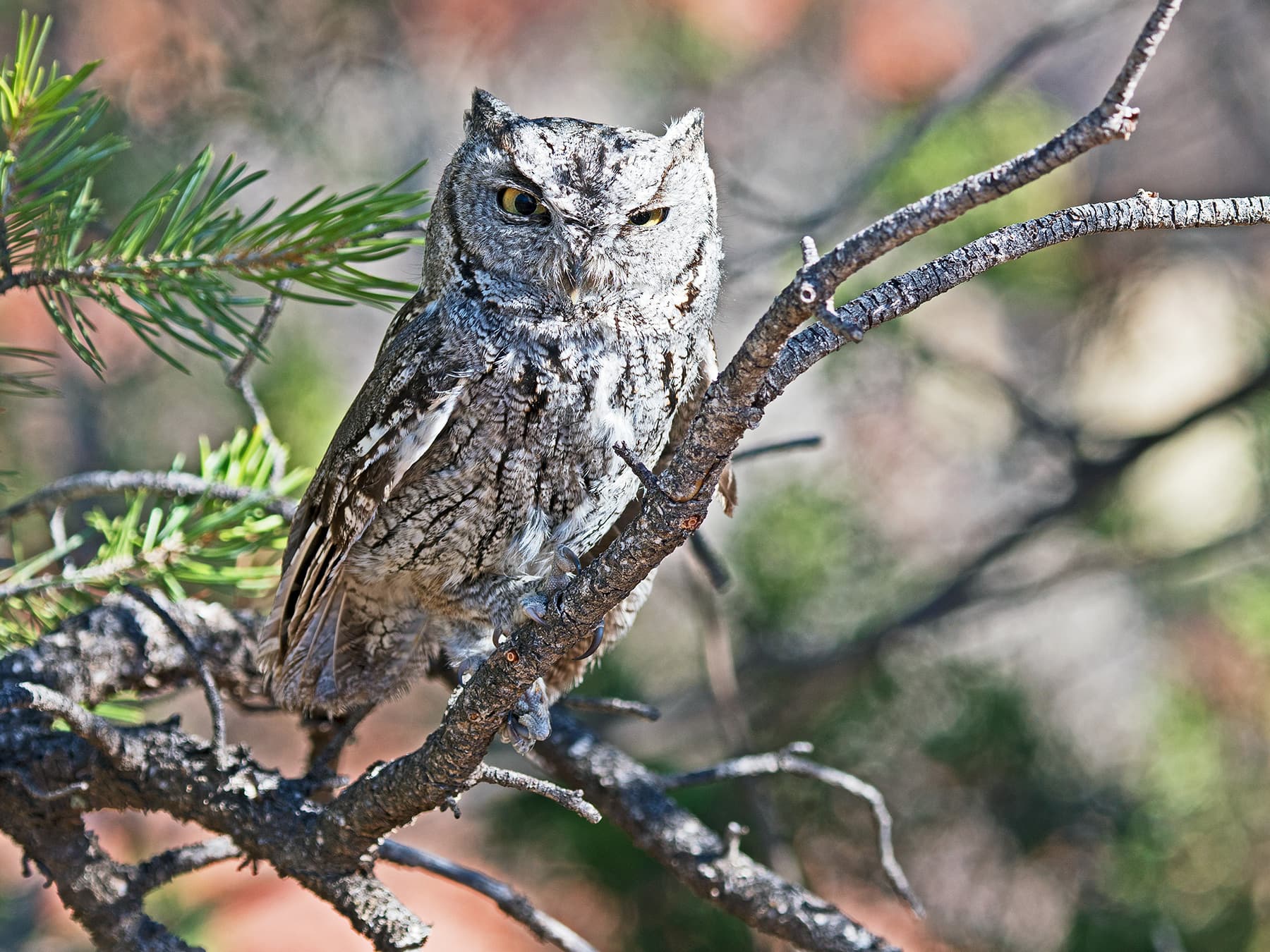 Western Screech-Owl in woodland