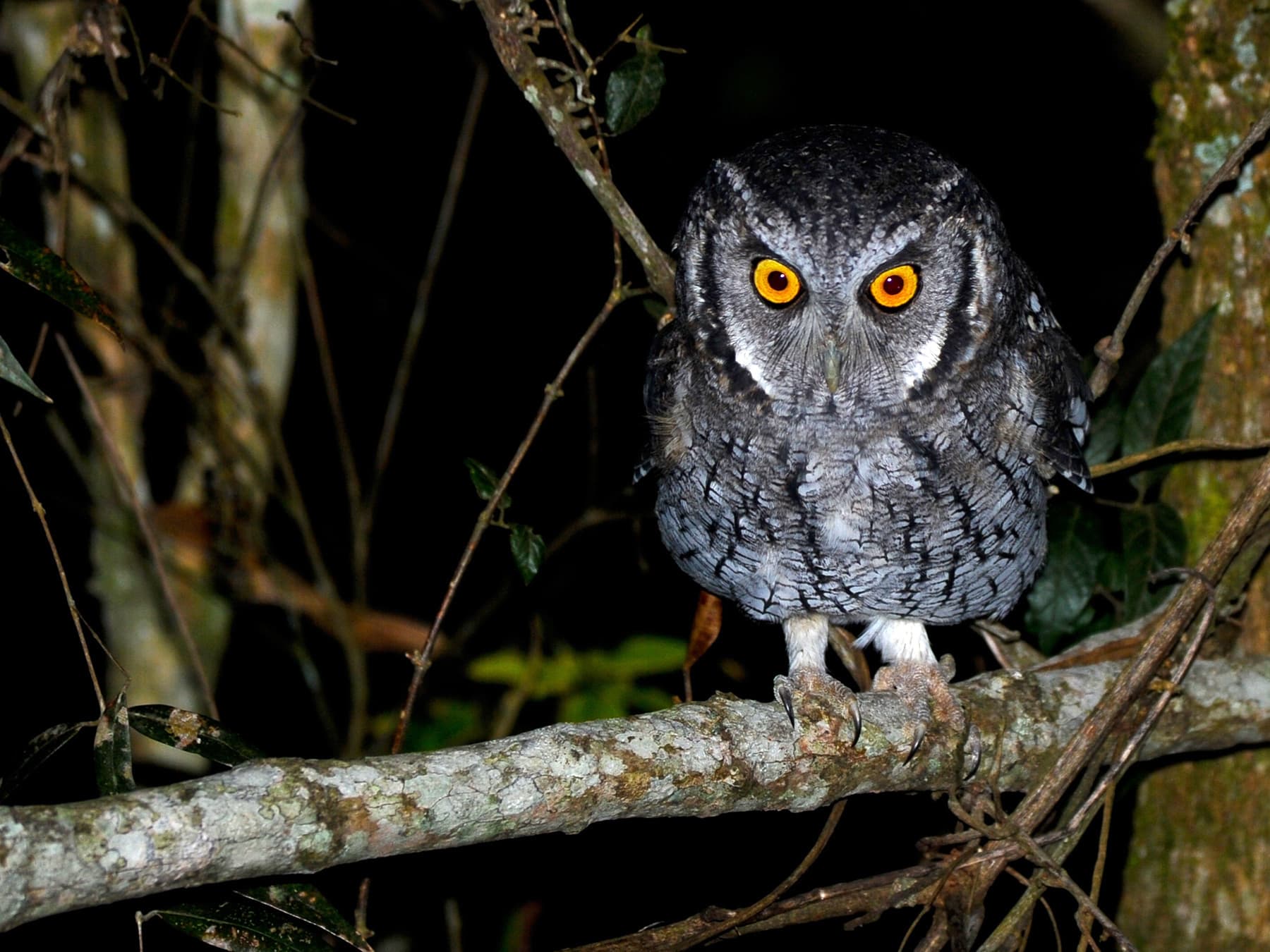 Western Screech-Owl perched in a tree looking for prey