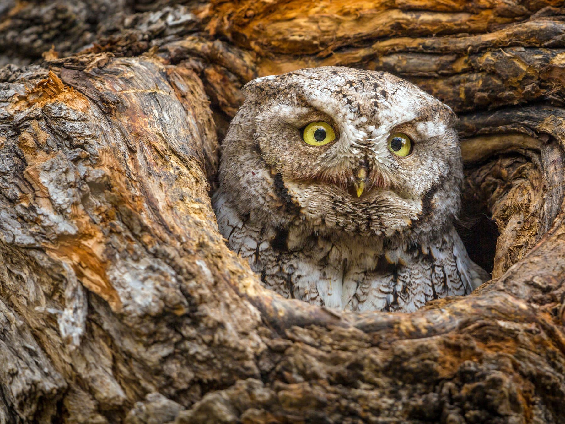 Western Screech-Owl watching out of a nest cavity