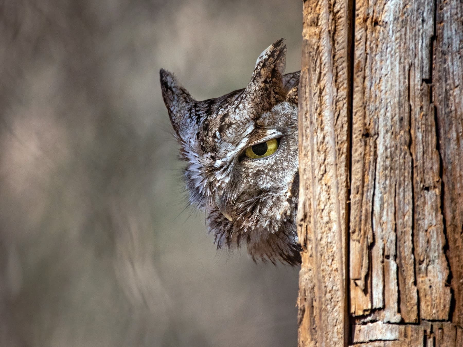 Western Screech-Owl peeking out from behind a tree trunk