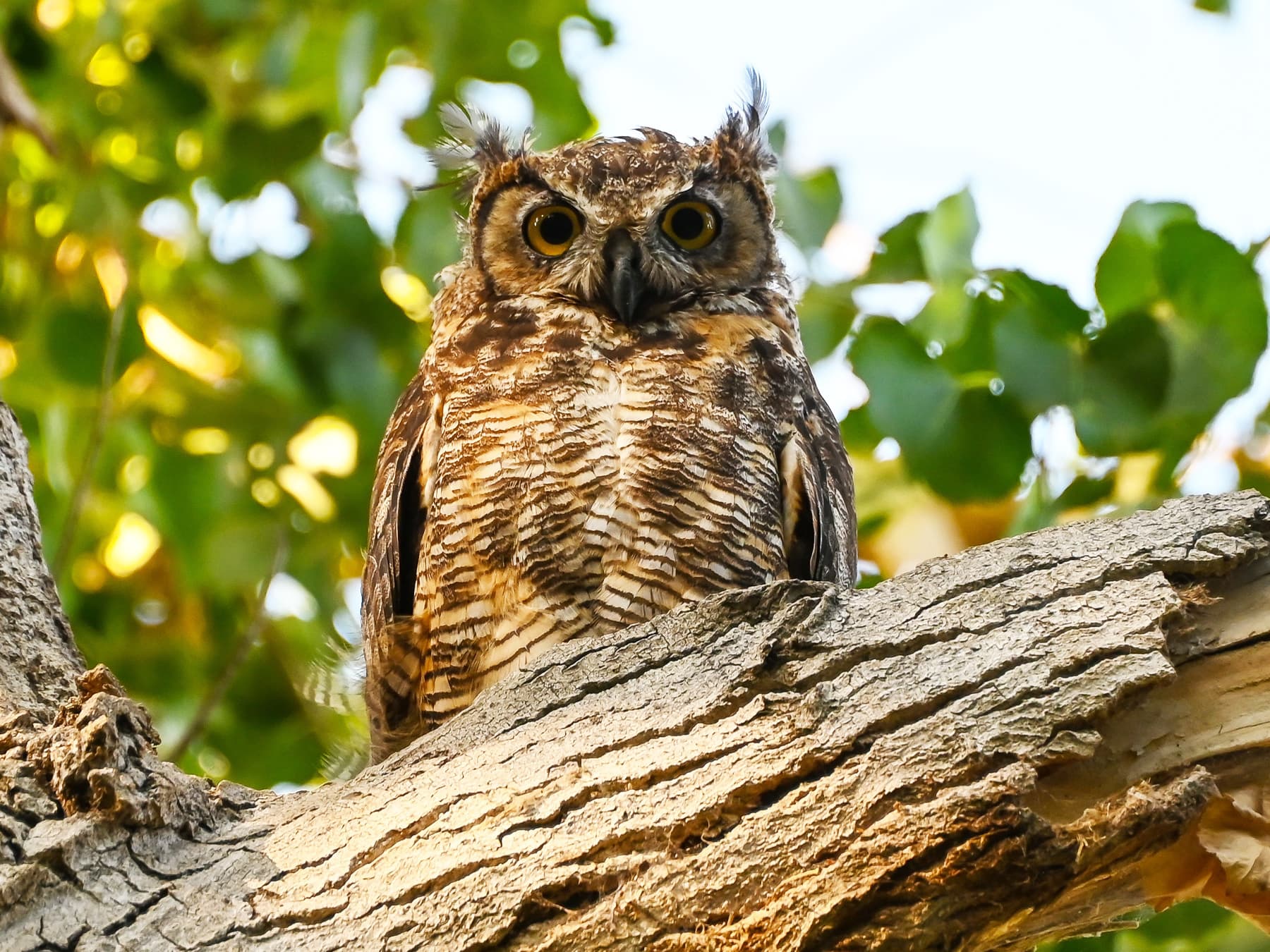 Western Screech-Owl sitting in a tree in parkland