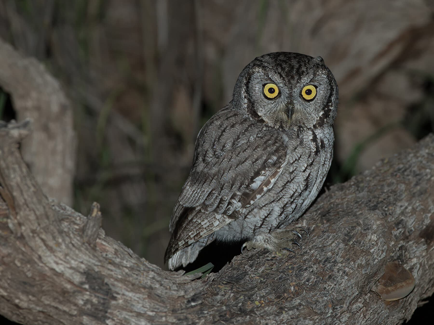 Western screech owl perched