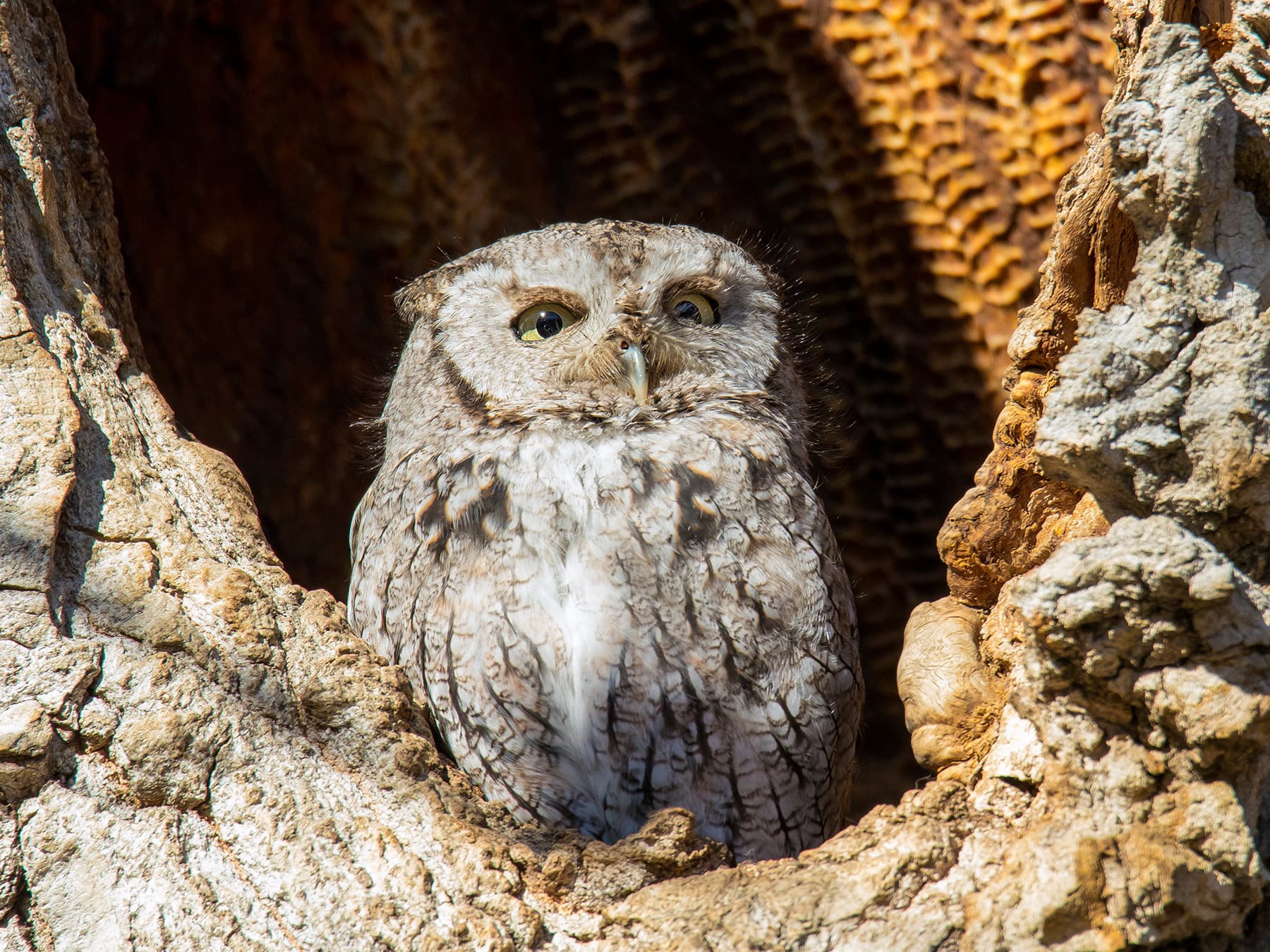 Western Screech-Owl perched in a tree