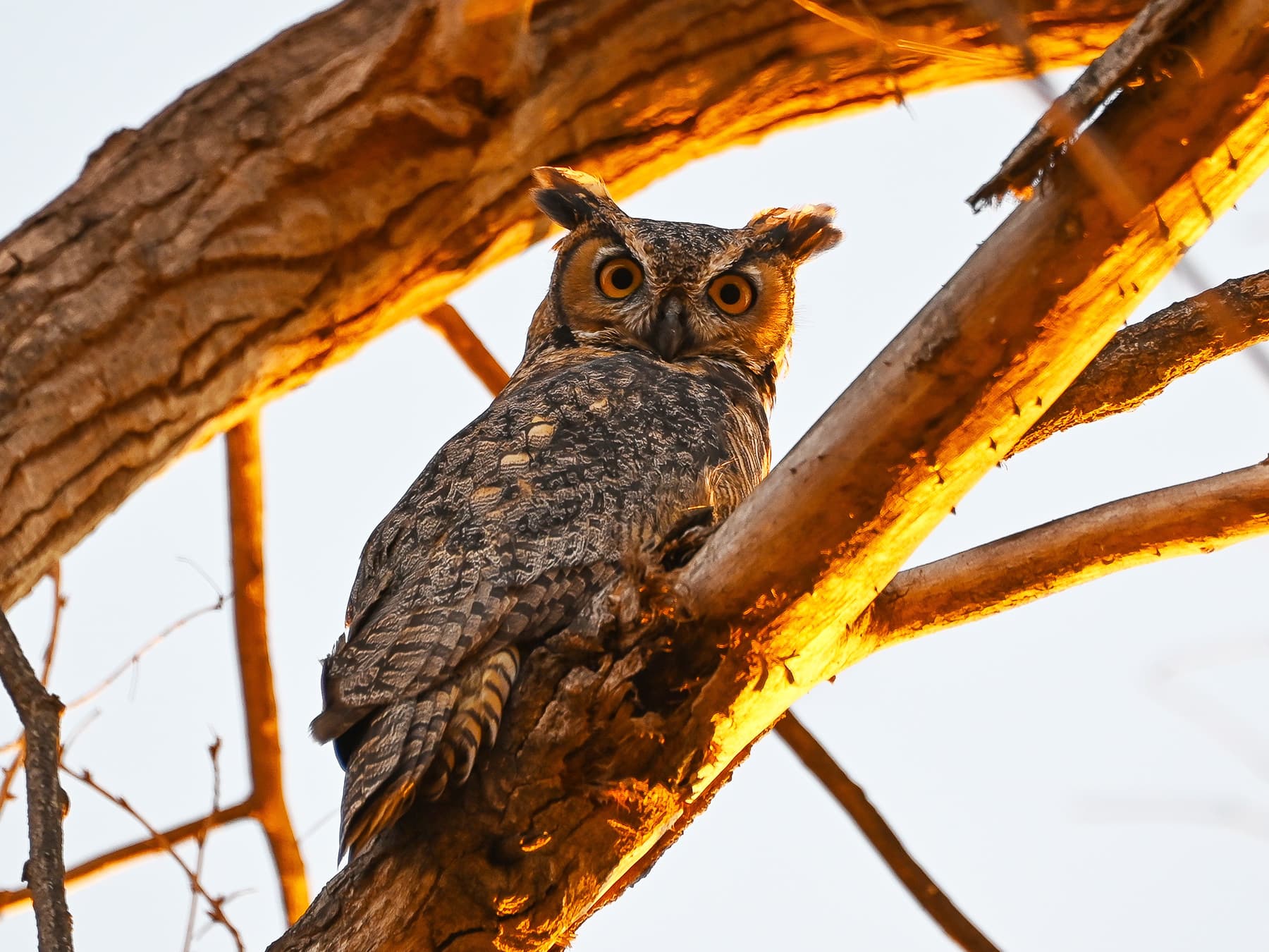 Western Screech-Owl sitting on a branch