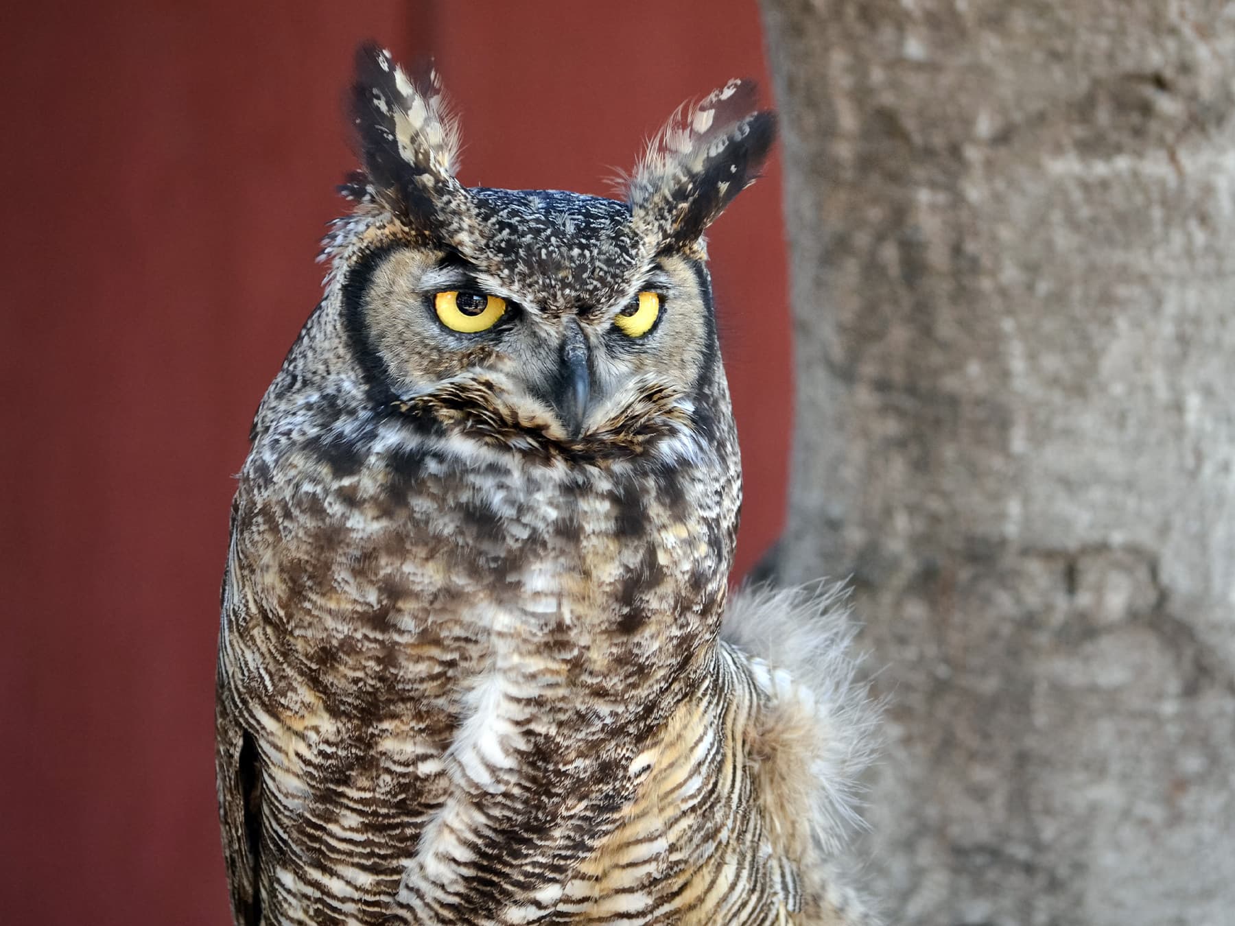 Western Screech-Owl with pronounced ear tufts