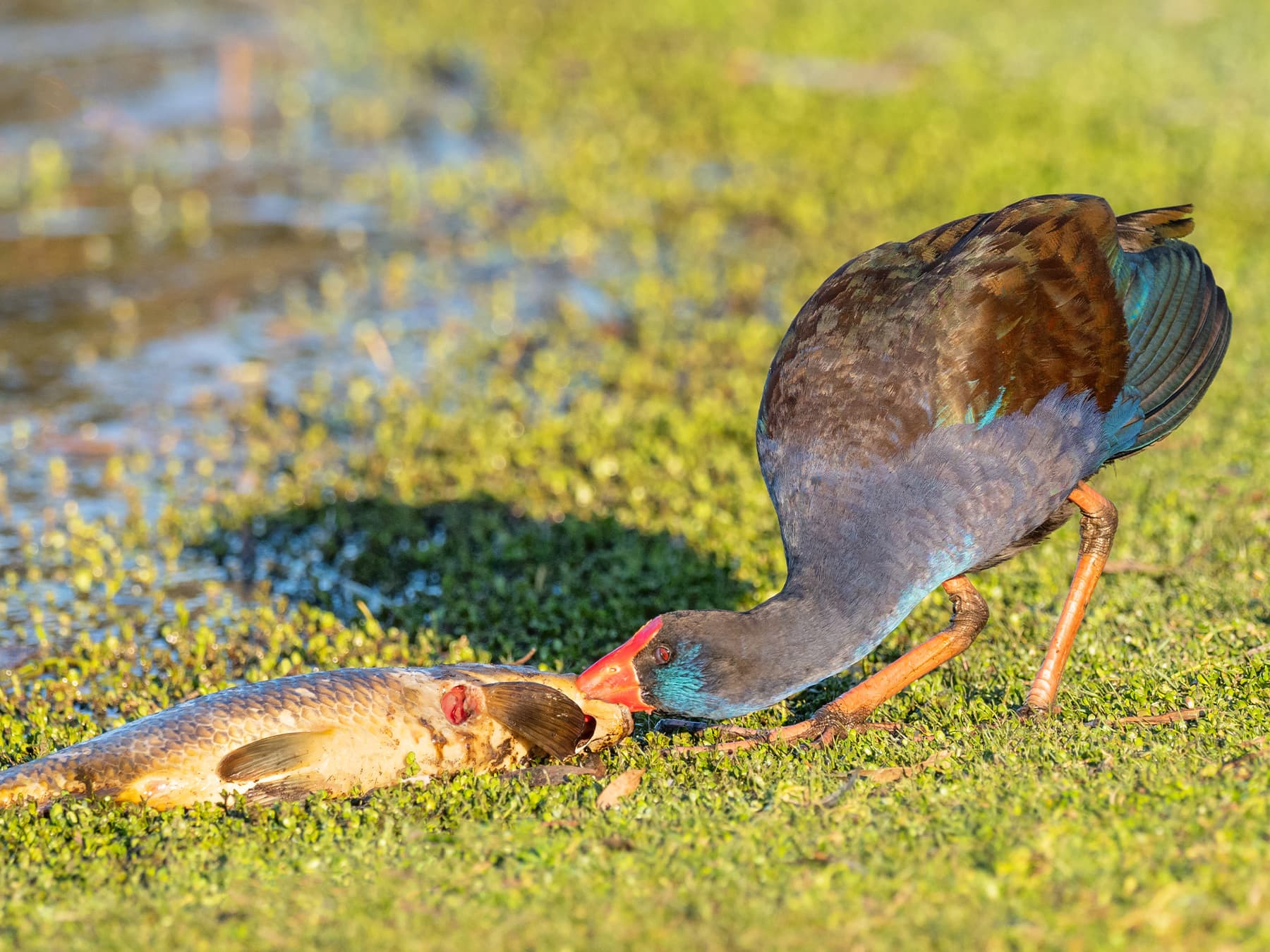 Purple Swamphen feeding on a fish