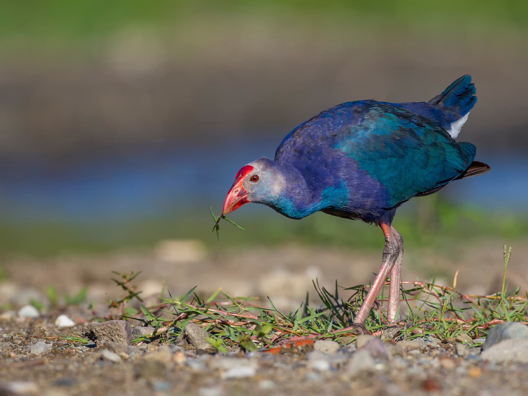 Purple Swamphen foraging in natural habitat