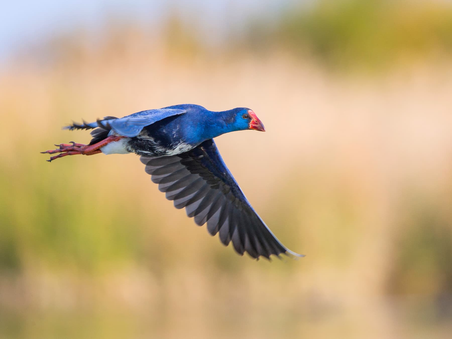 Purple Swamphen in-flight