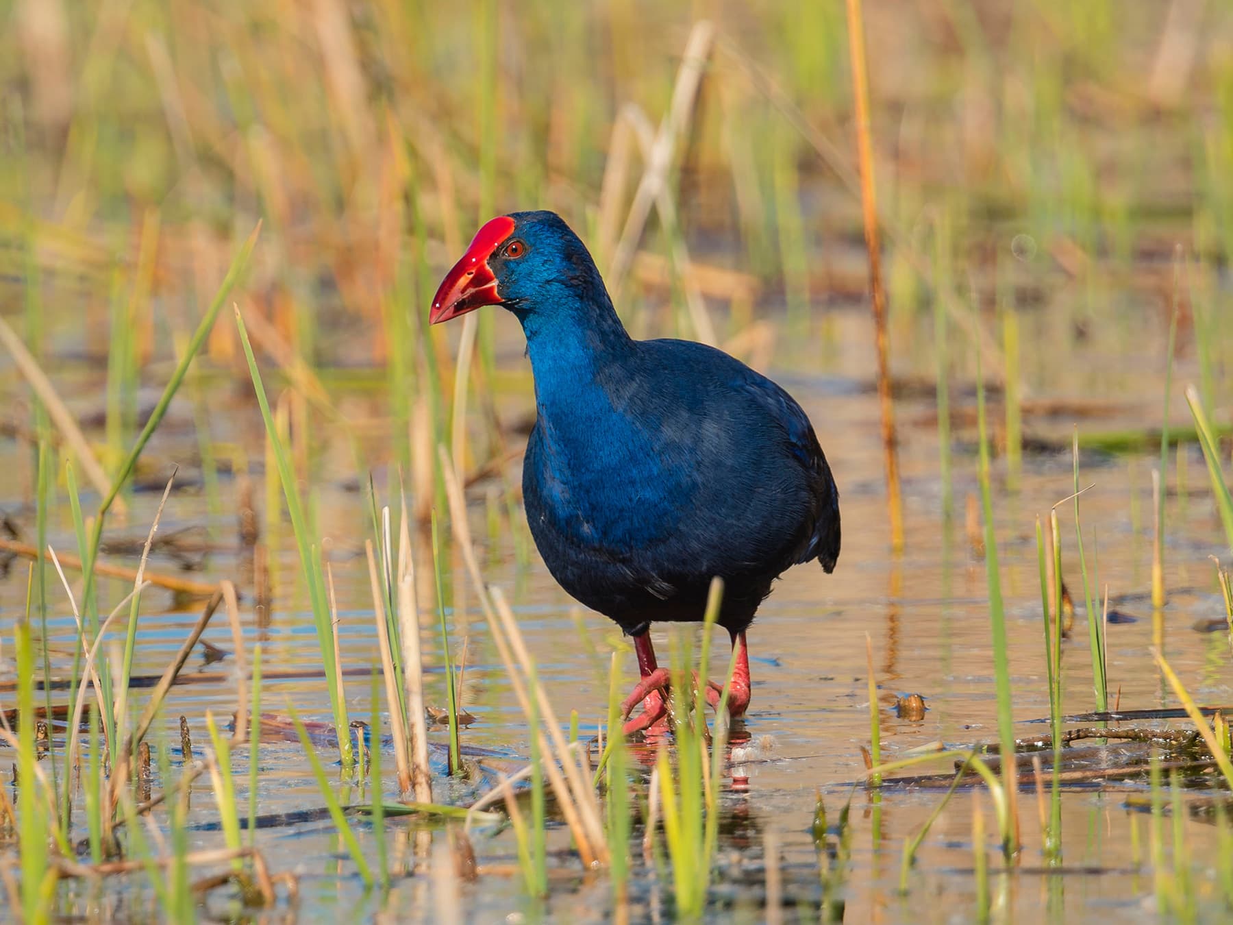 Purple Swamphen wading in wetlands