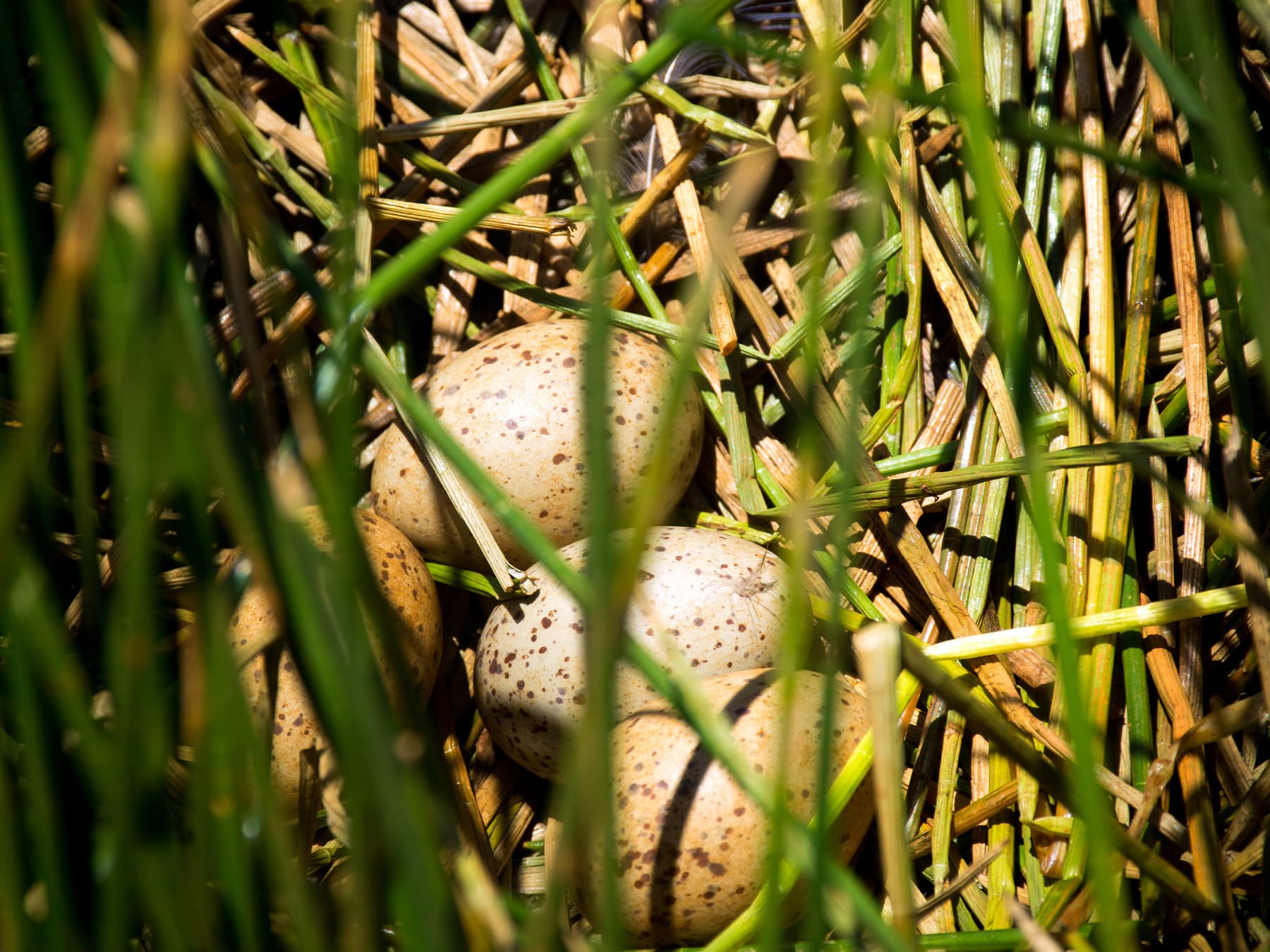 Nest of a Purple Swamphen with four eggs