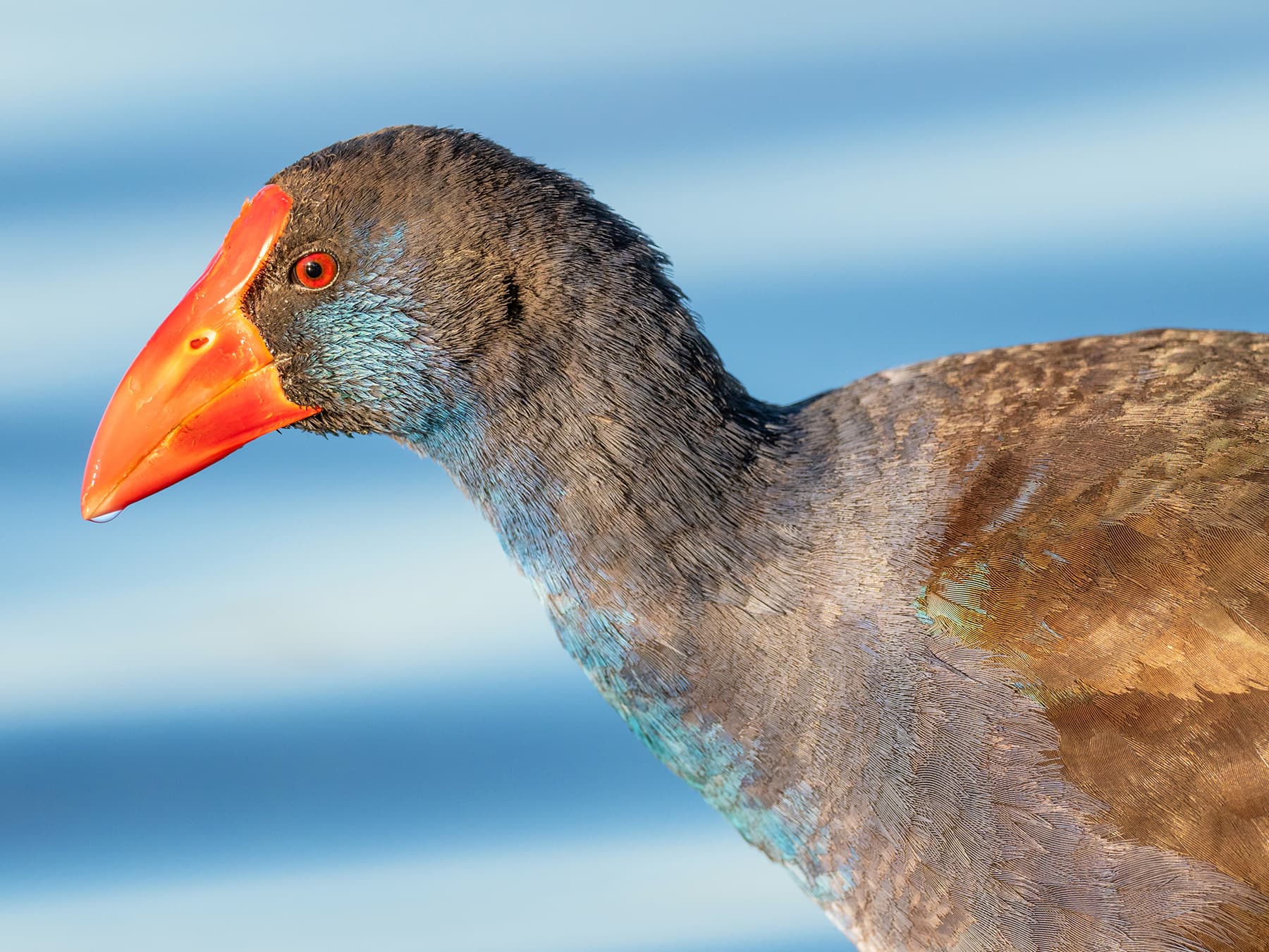 Purple Swamphen portrait