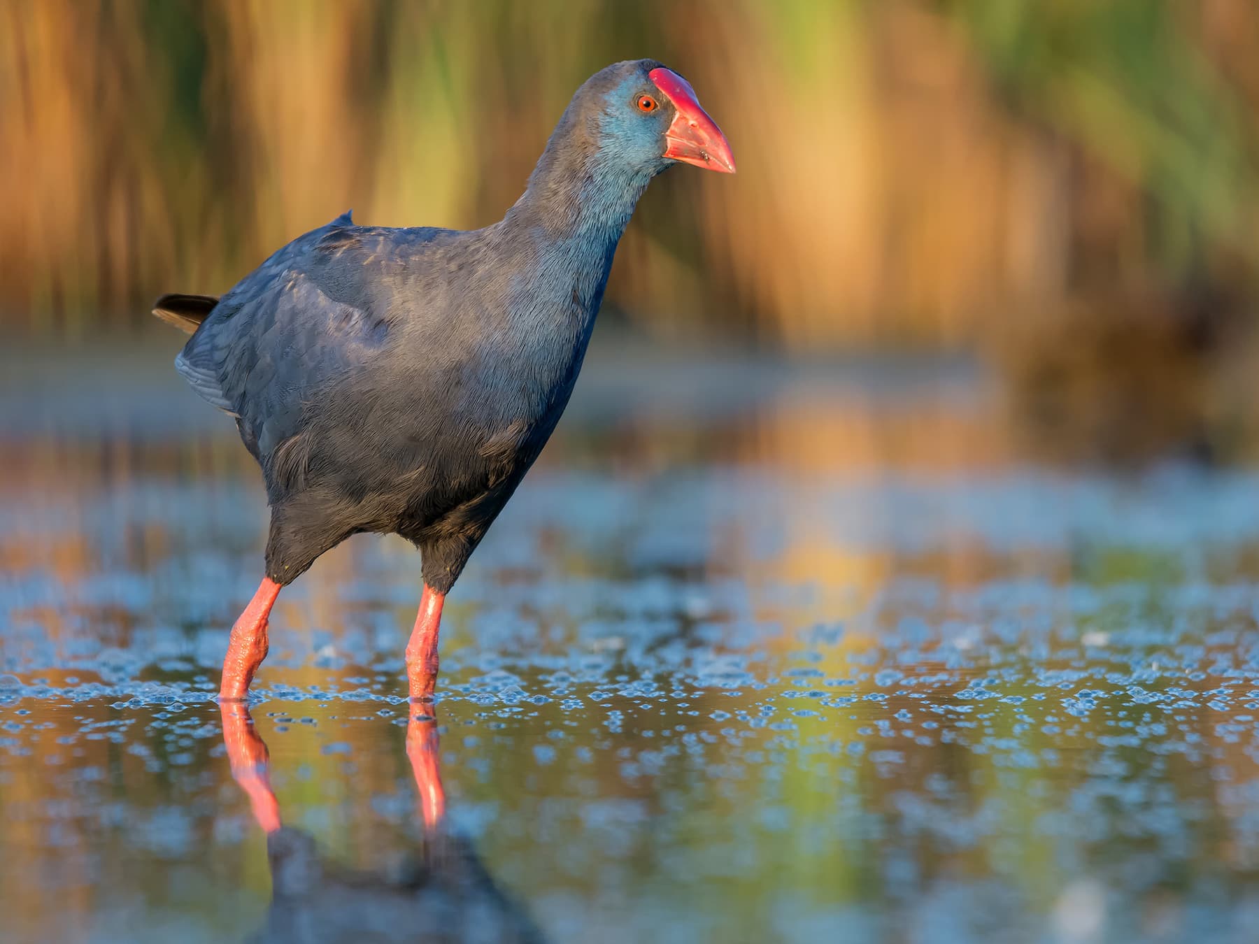Purple Swamphen standing in swamplands
