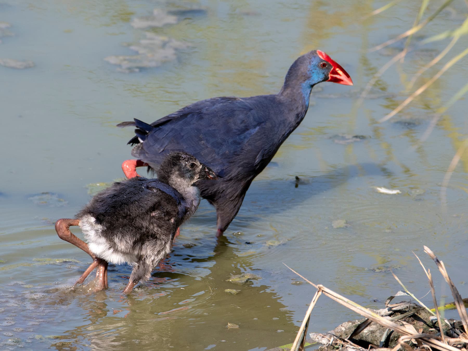 Purple Swamphen with its chick