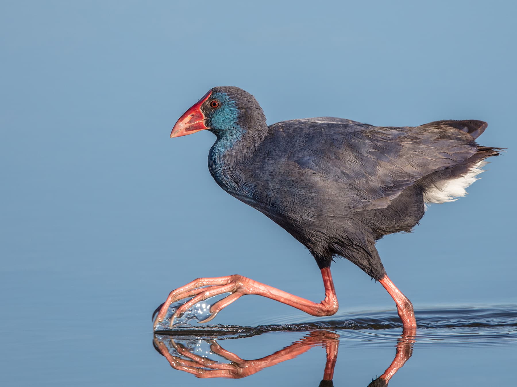 Purple Swamphen