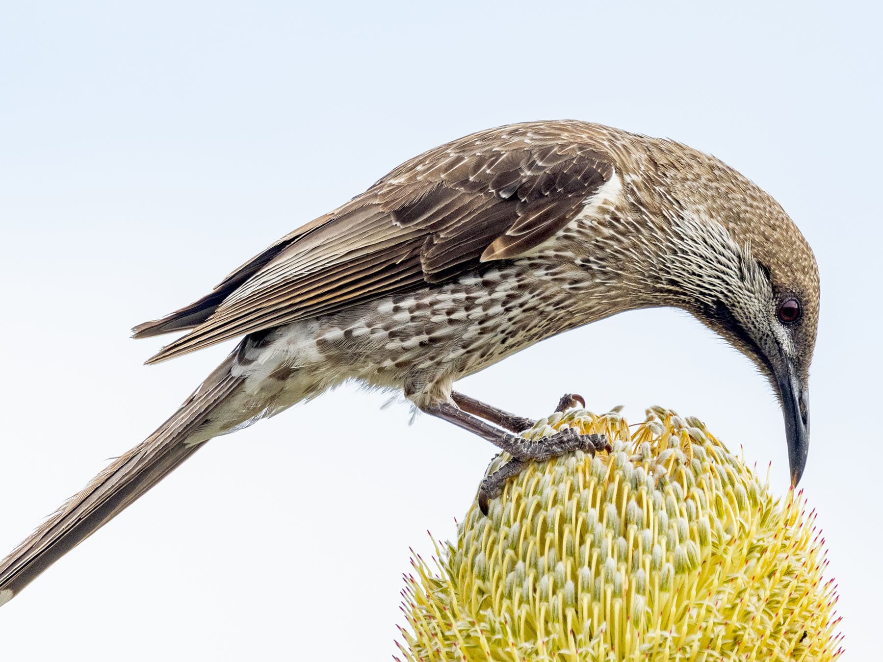 Western Wattlebird feeding