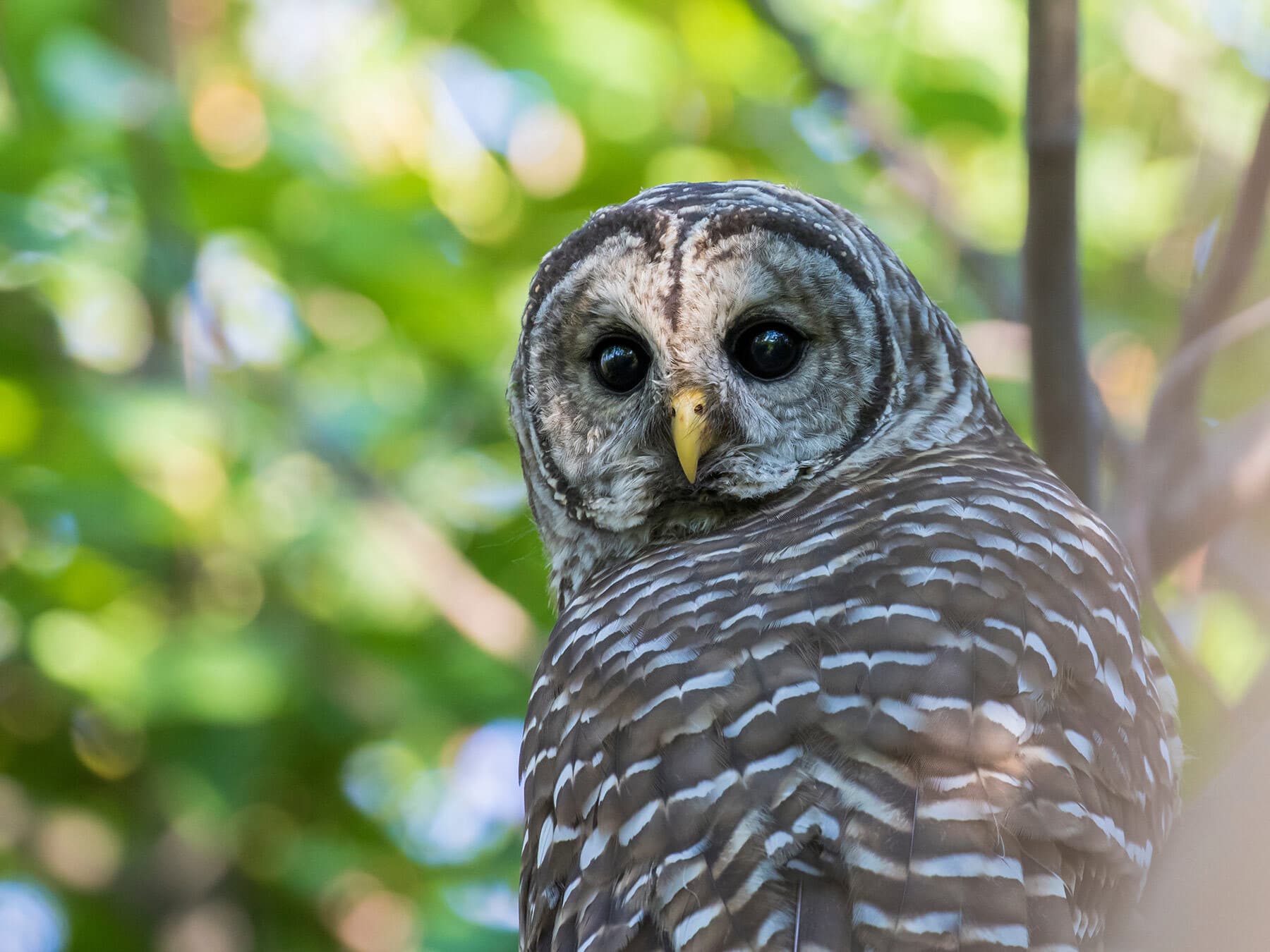 Barred Owl Diet: Everything These Versatile Hunters Eat Year-Round