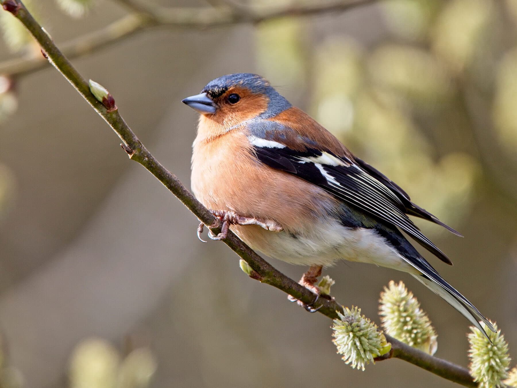 What Do Chaffinches Eat?