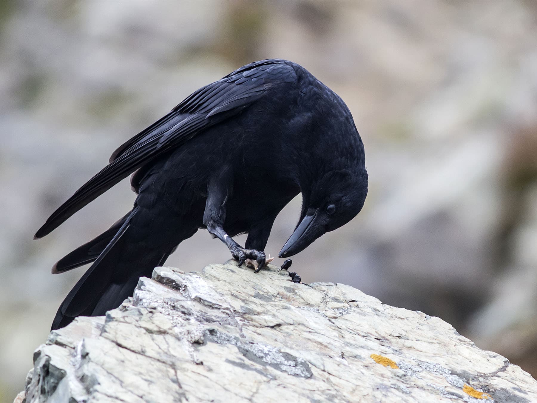 Crows: What They Eat and How They Find Their Food