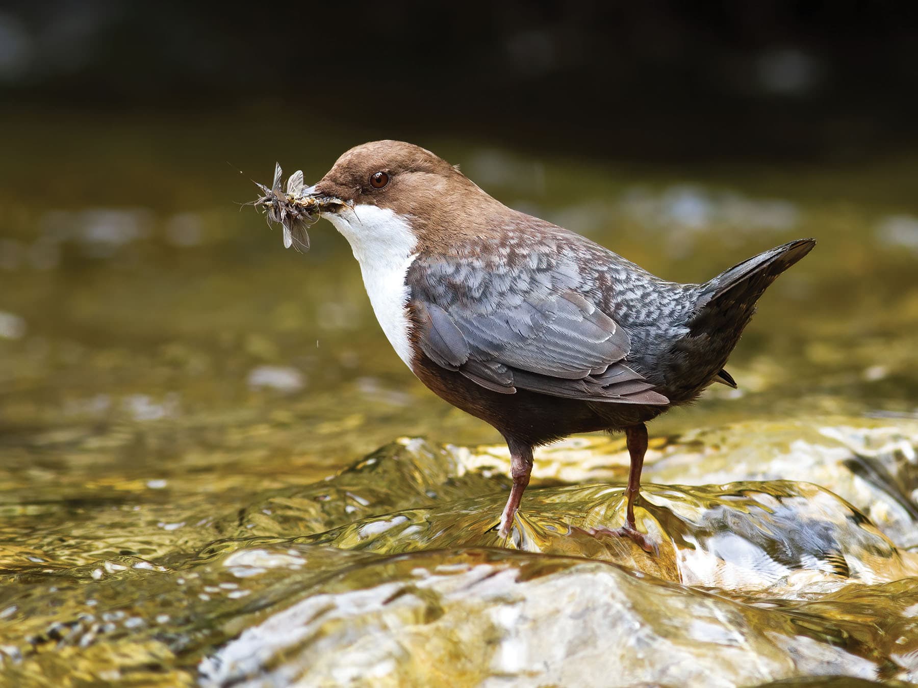 Dippers mainly eat caddisfly, dragonfly, mayfly, and stonefly nymphs, and they occasionally take small fish