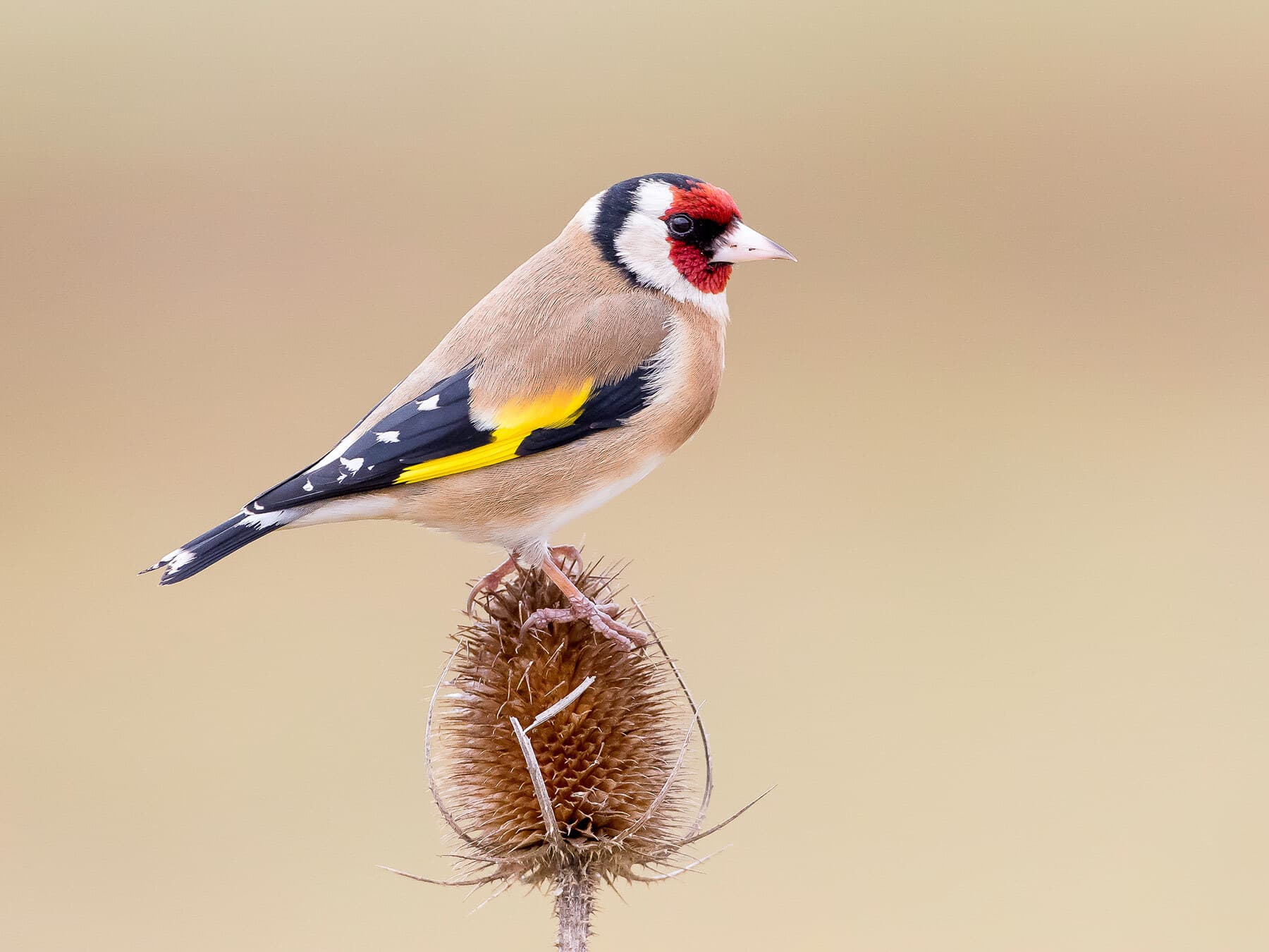 What Do European Goldfinches Eat?