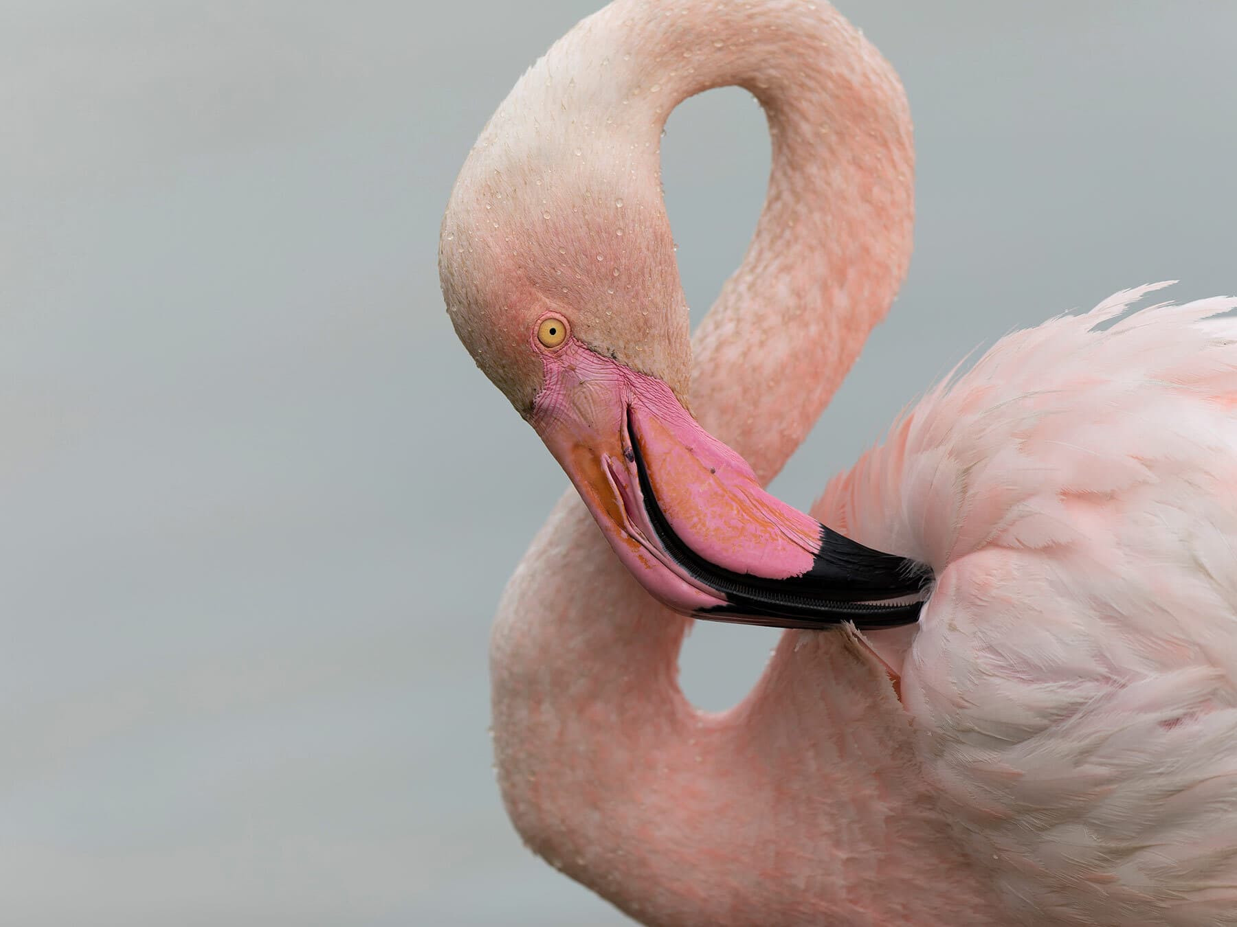 What Do Flamingos Eat?
