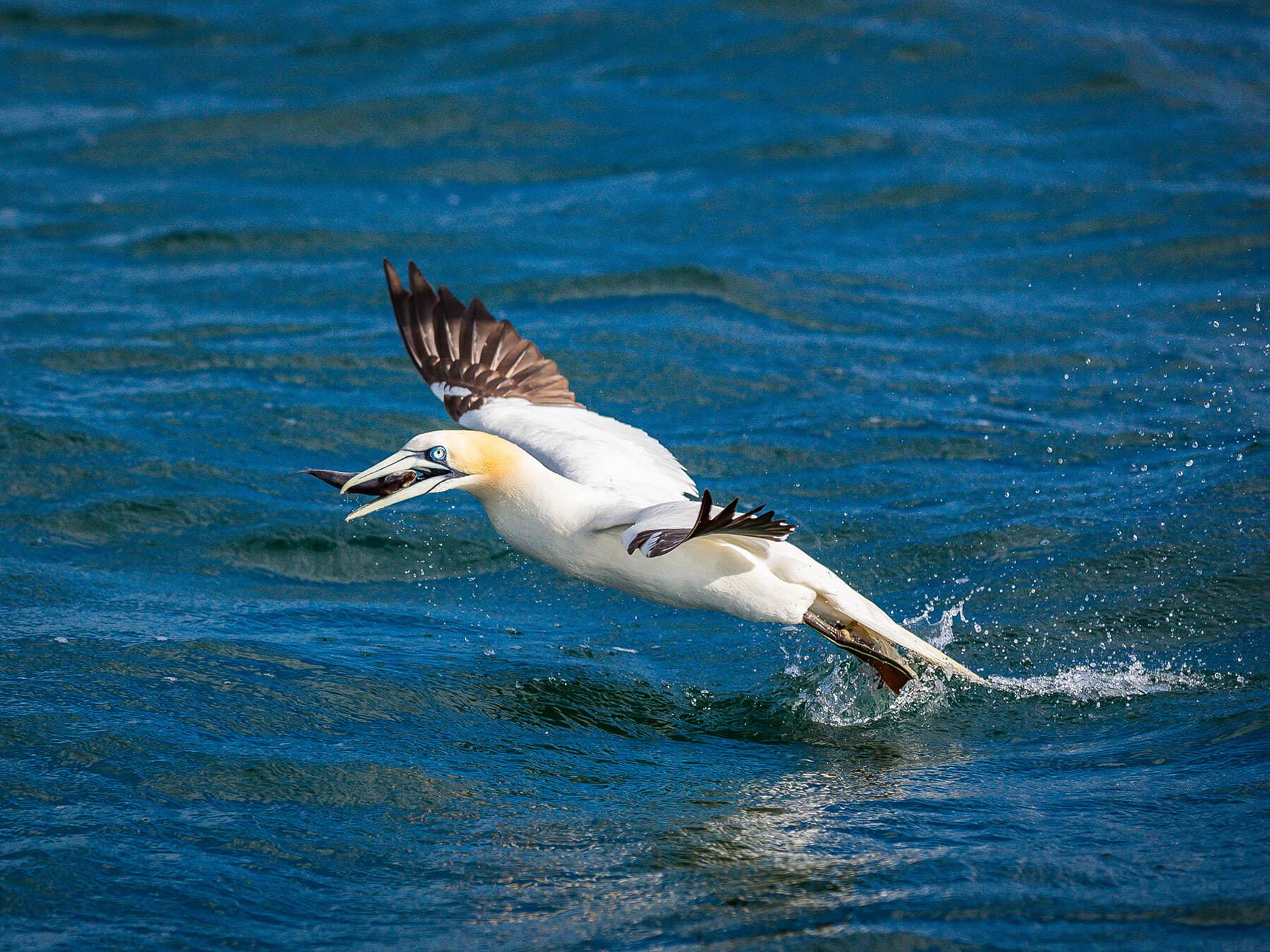 Gannet diving for fish in the sea
