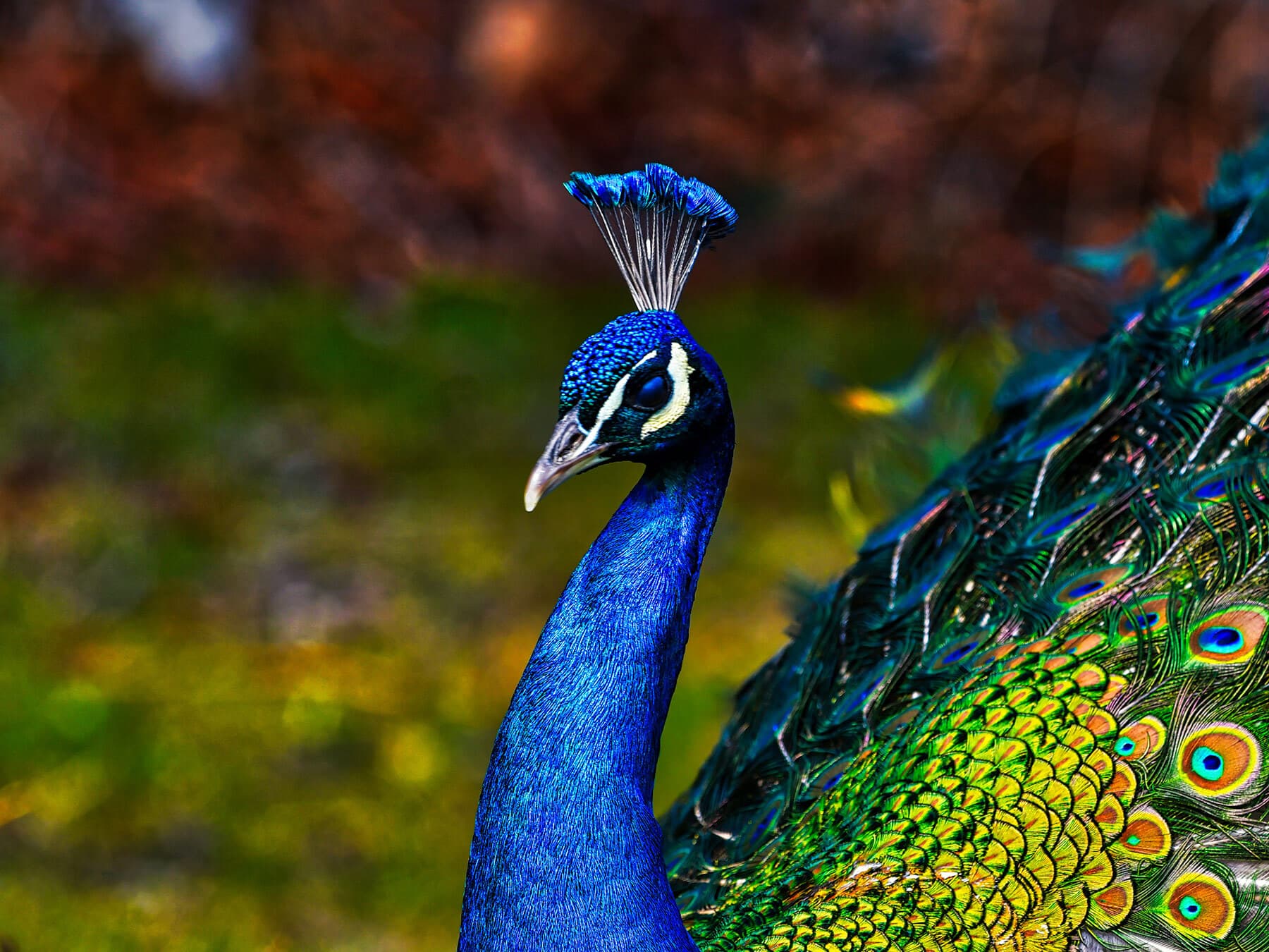 What Do Peacocks Eat? A Comprehensive Look at Peafowl Diets