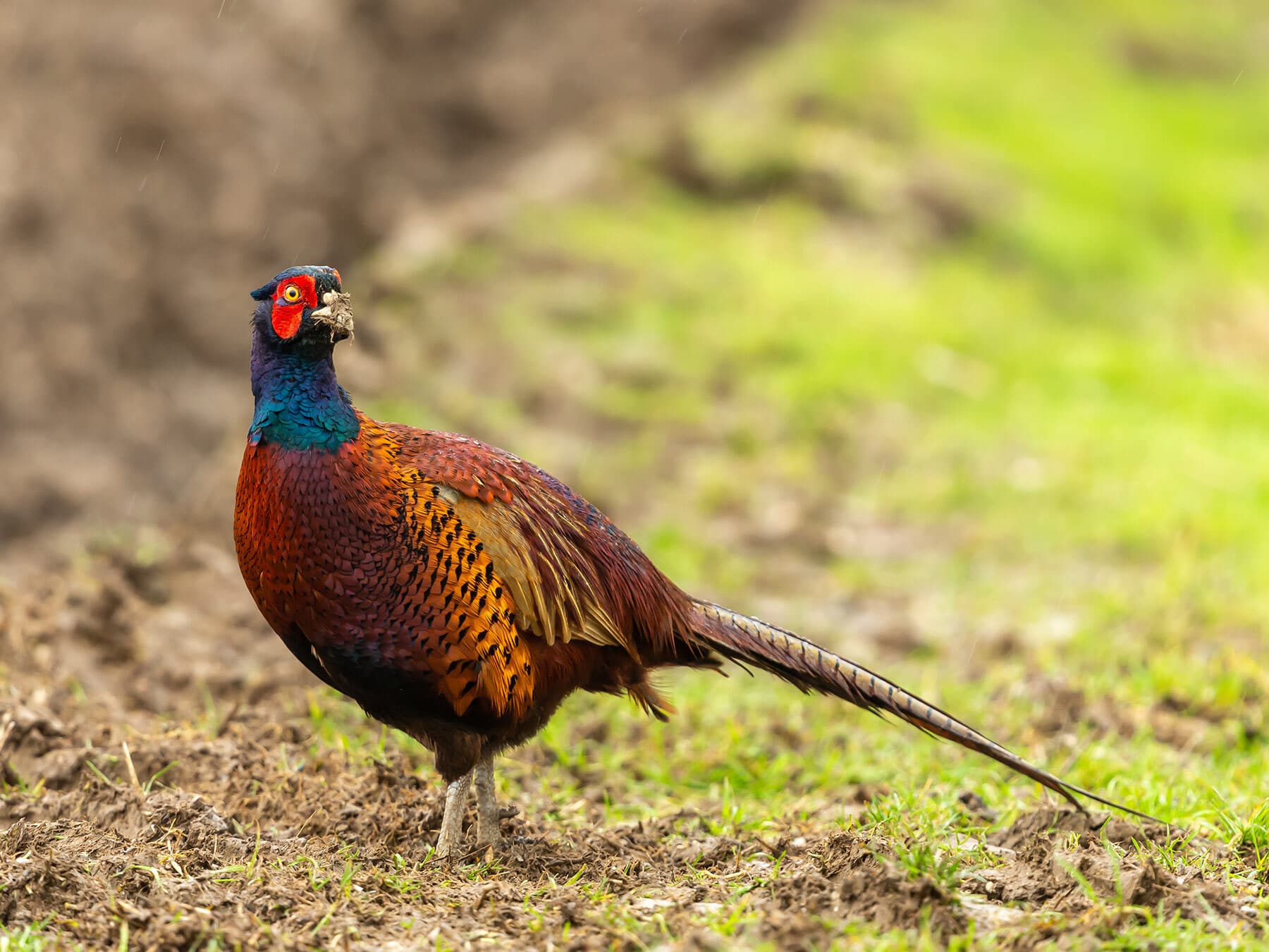 What Do Pheasants Eat?