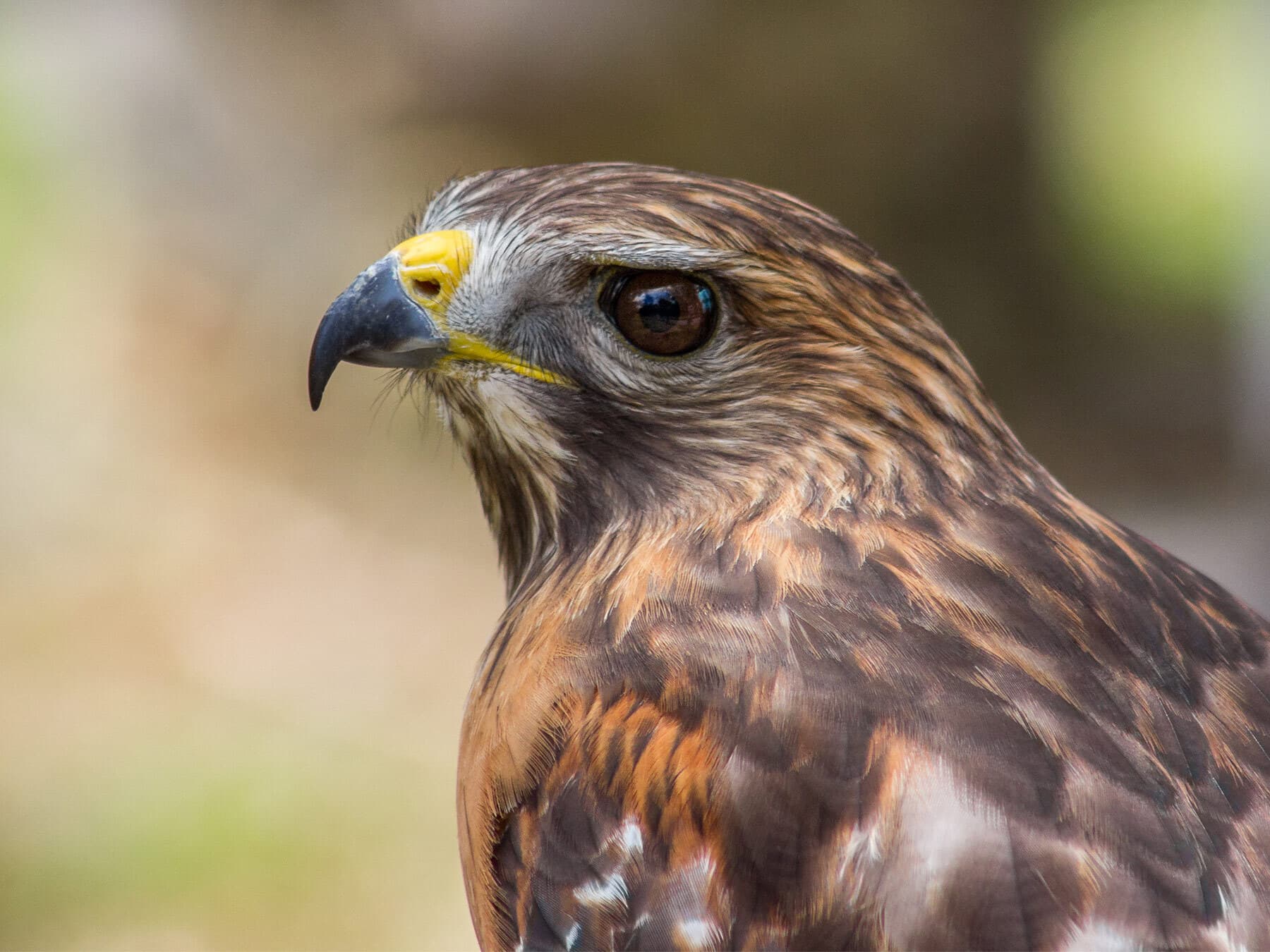 What Do Red-Shouldered Hawks Eat? (Full Diet + Habits)