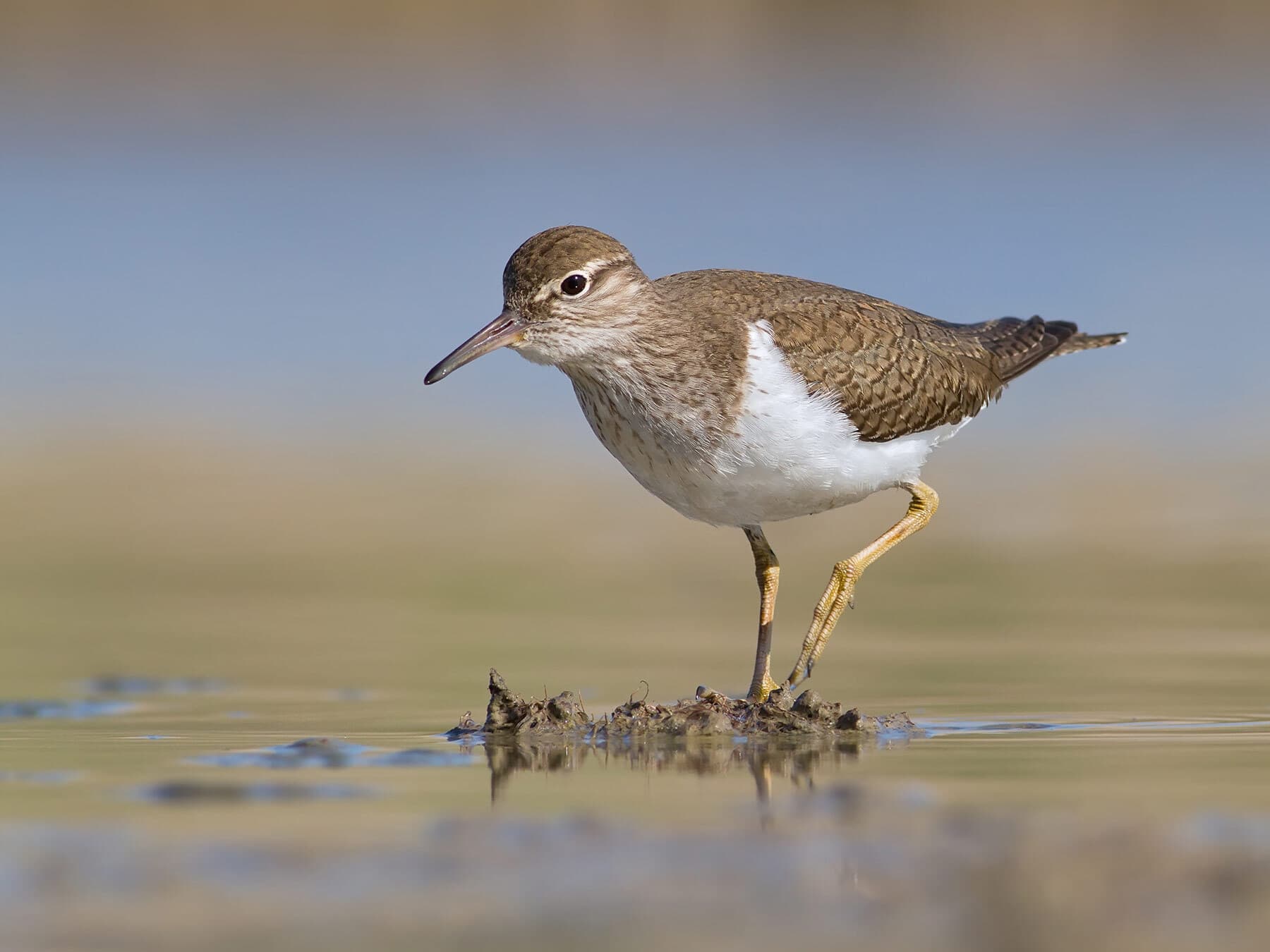 What Do Sandpipers Eat? (Full Diet, Habits & Behavior)