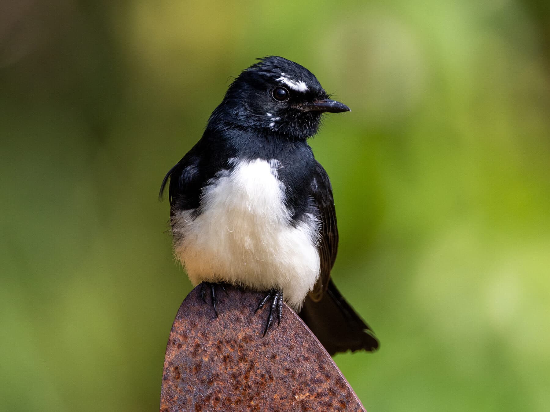 What Do Willie Wagtails Eat?