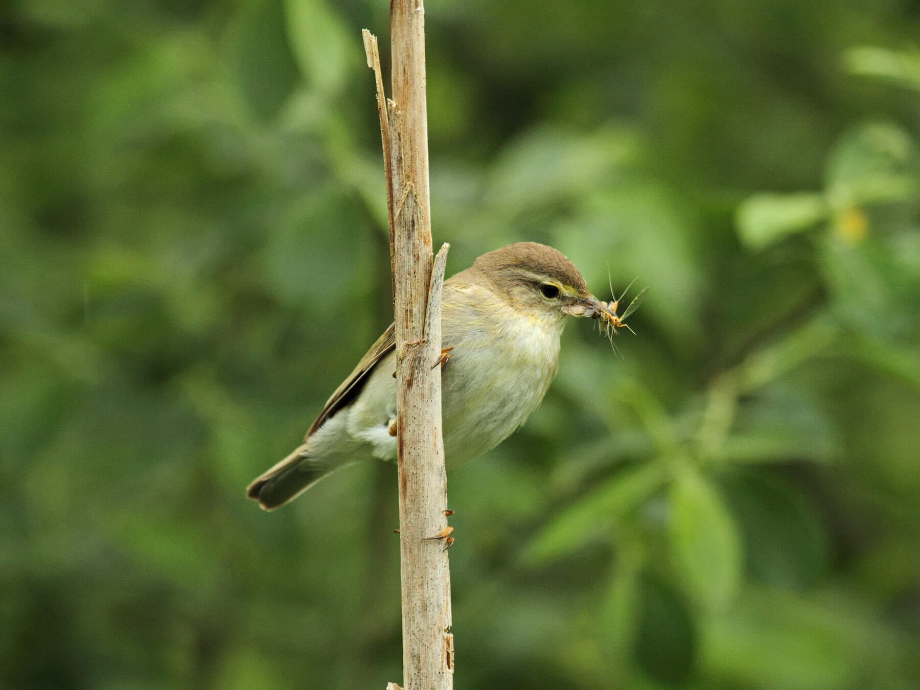 Willow Warbler with an insect